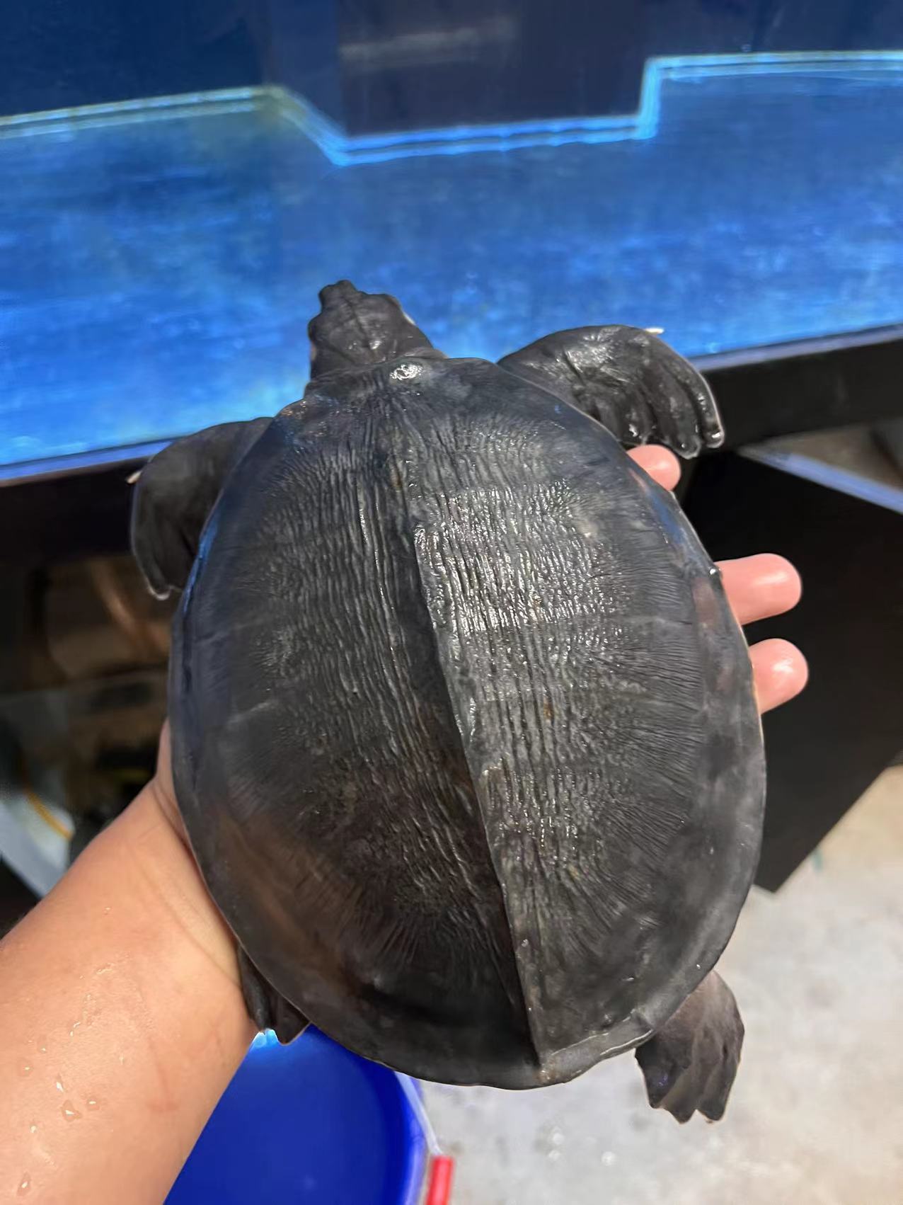 fly river turtle