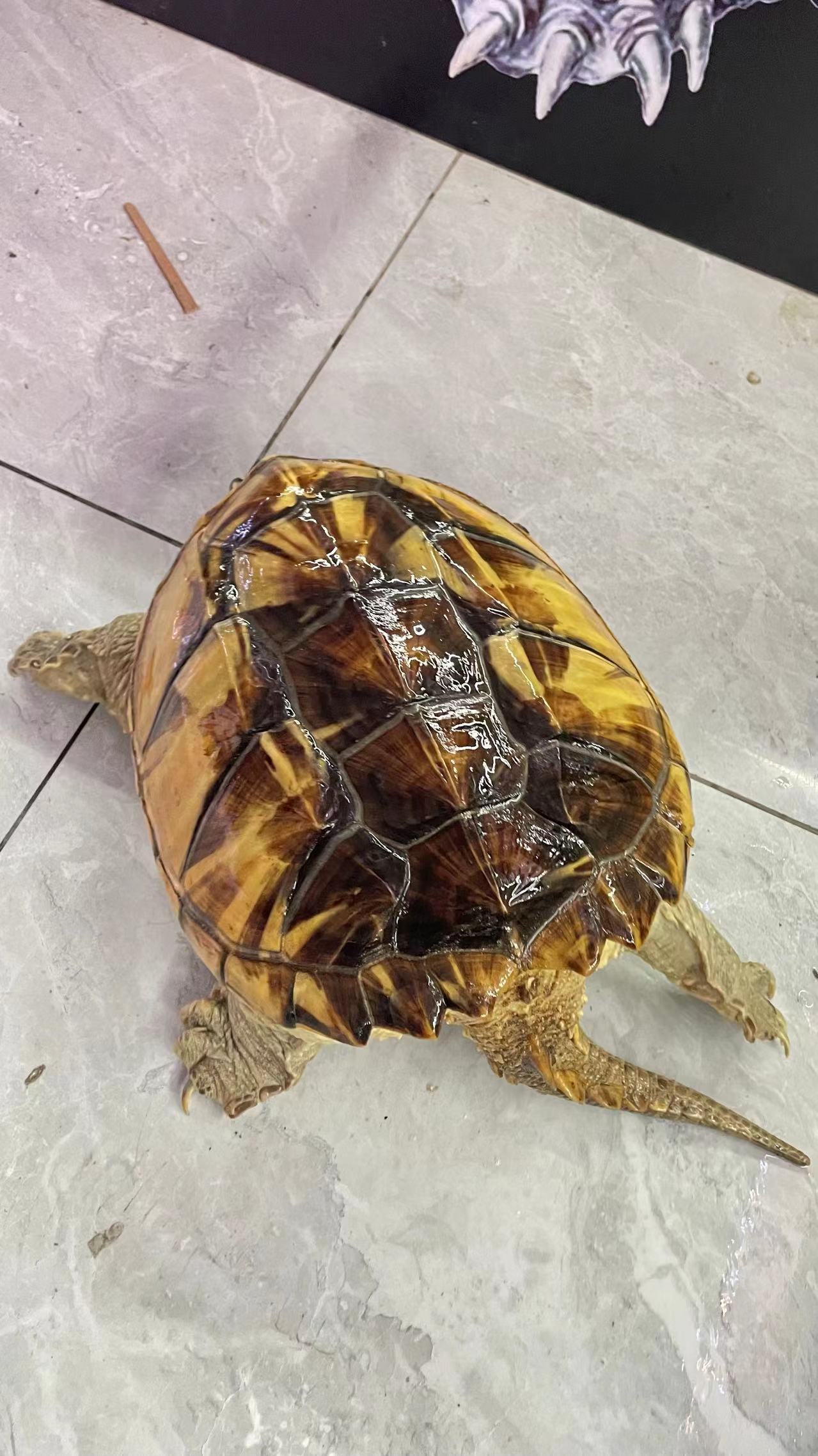 Morph/Panda ￼ Common Snapping Turtle Br￼eeder Male (Rare)