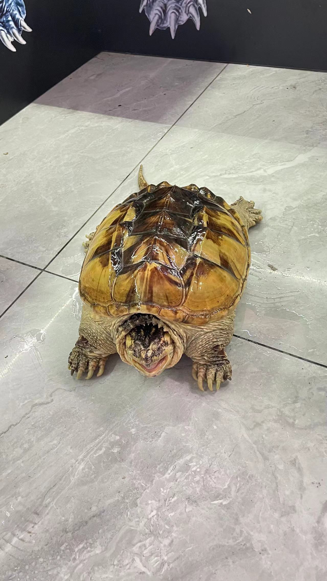 Morph/Panda ￼ Common Snapping Turtle Br￼eeder Male (Rare)