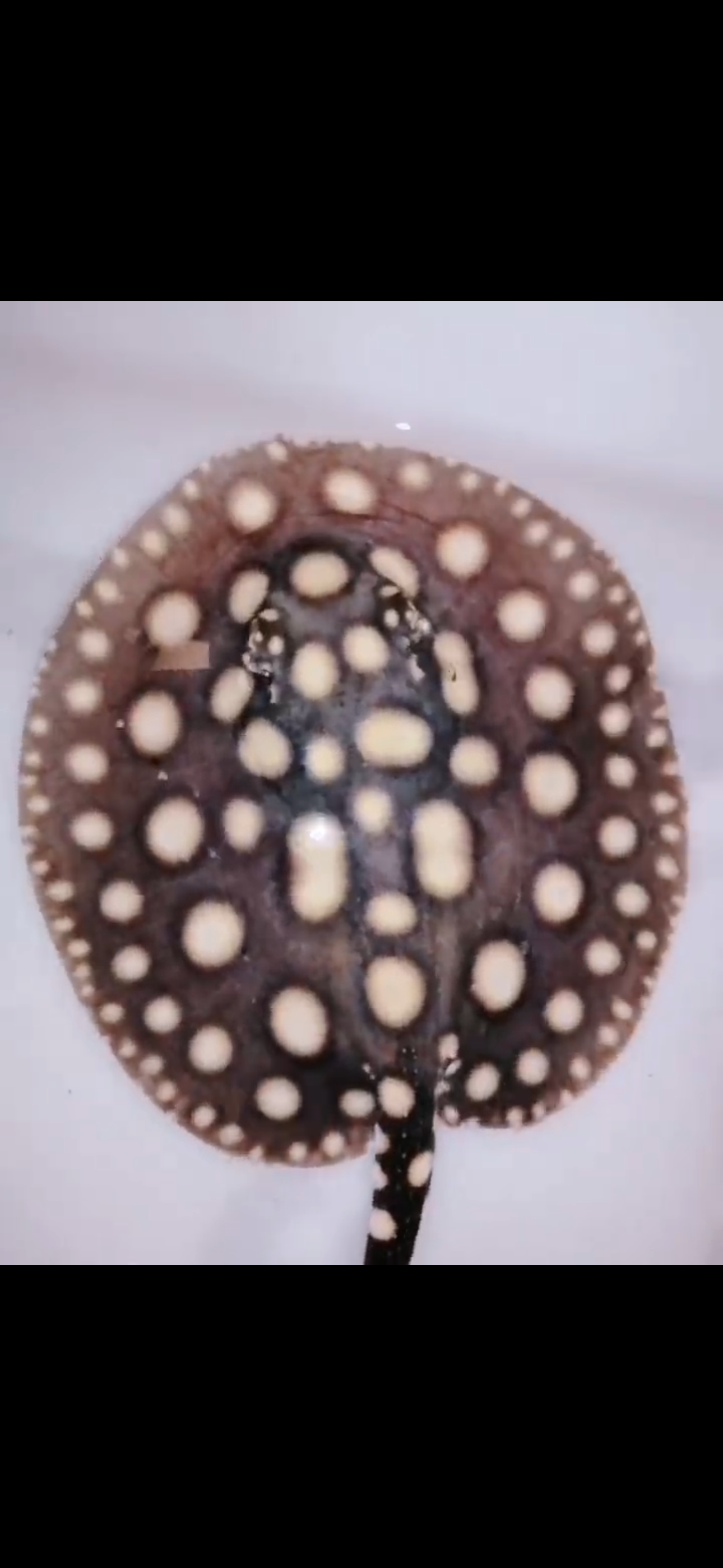 Freshwater stingray black diamond male 7inch