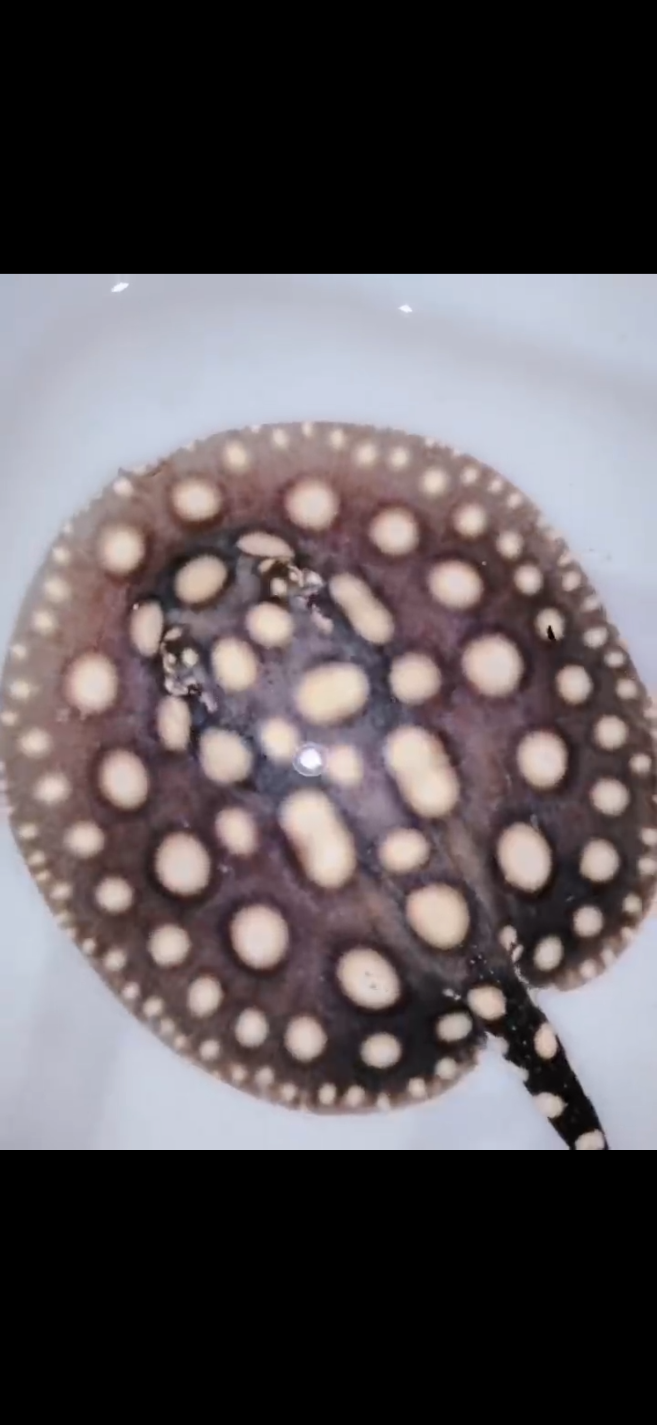 Freshwater stingray black diamond male 7inch