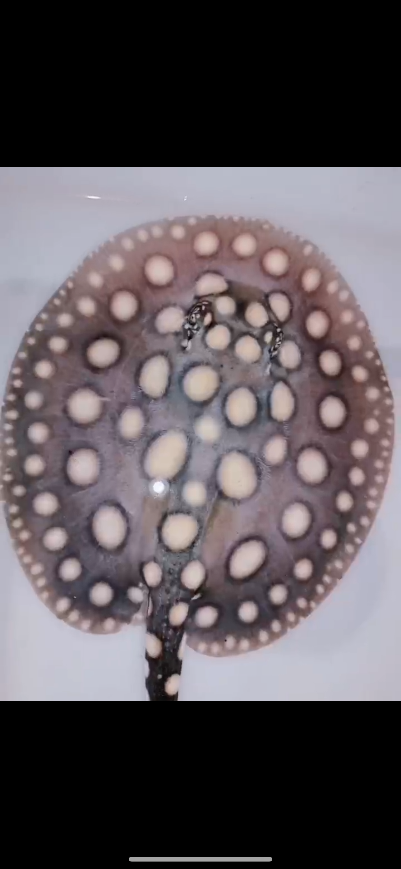 Freshwater stingray black diamond male 7inch