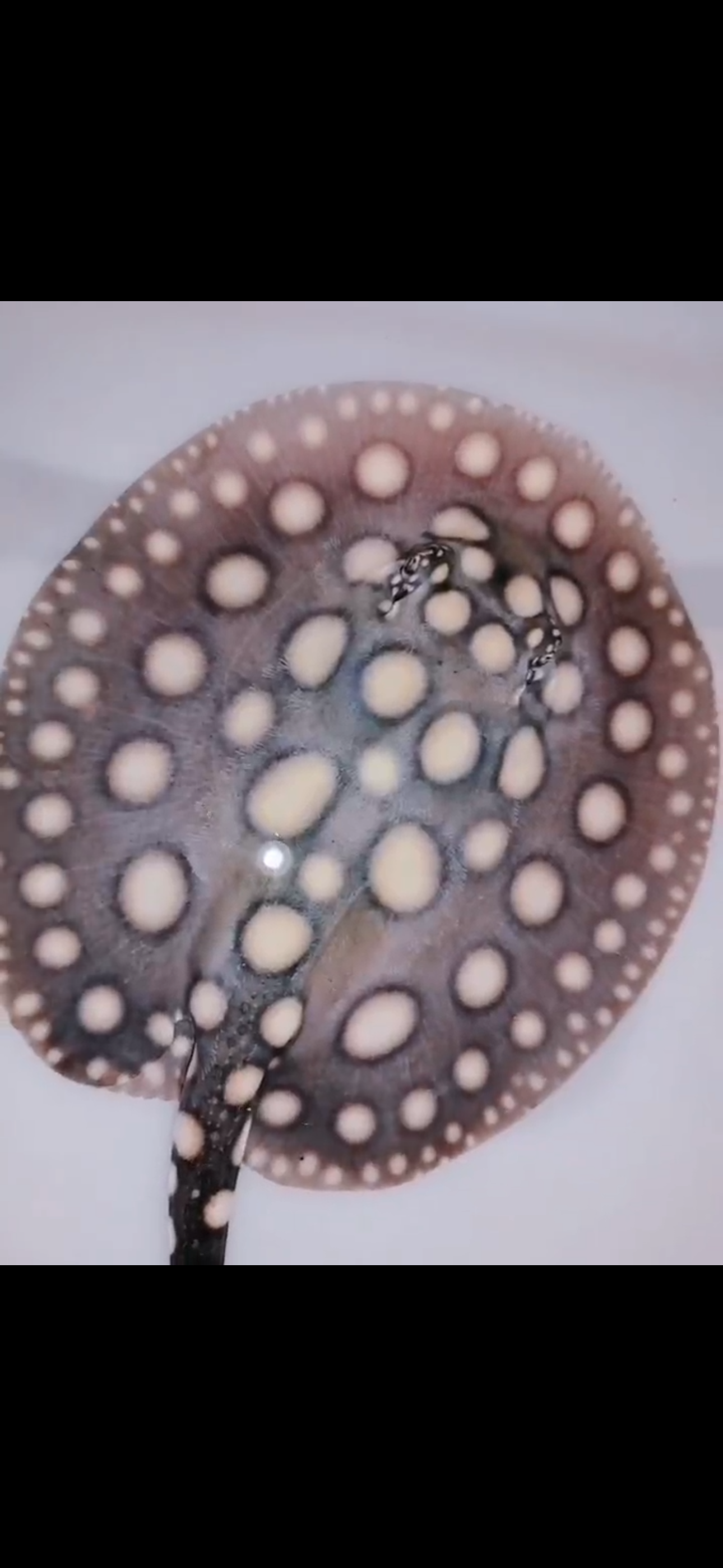 Freshwater stingray black diamond male 7inch