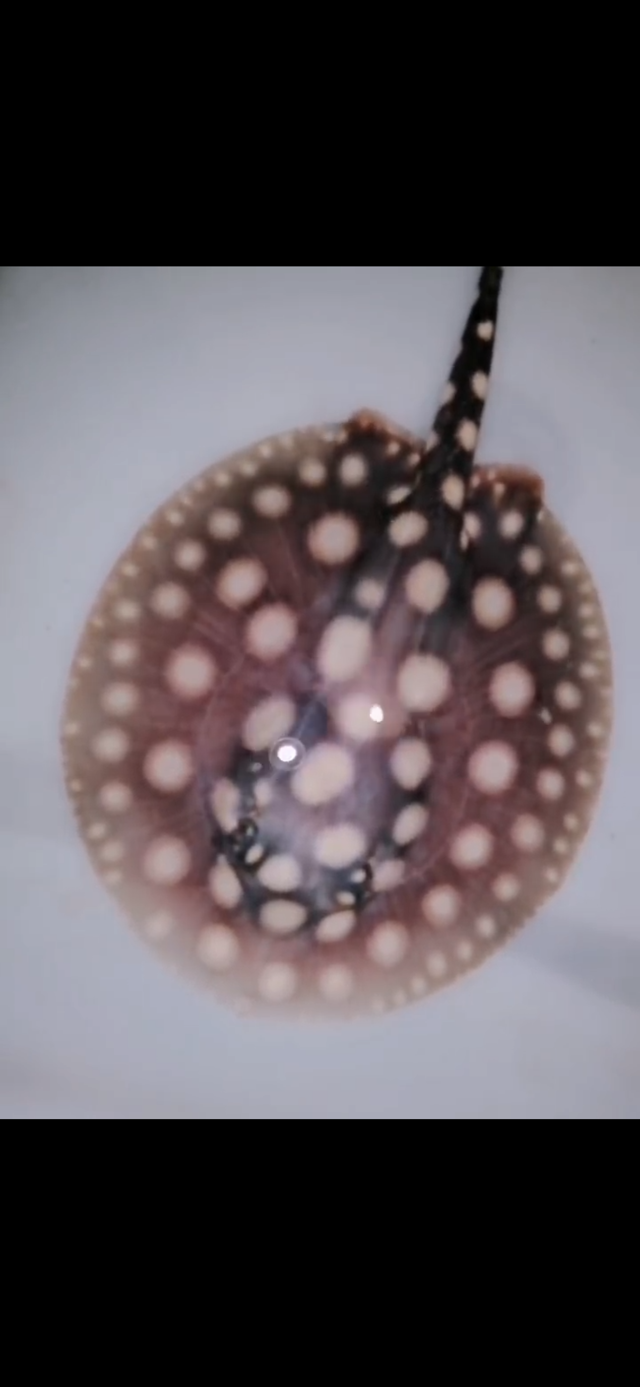 Freshwater stingray black diamond female 5inch