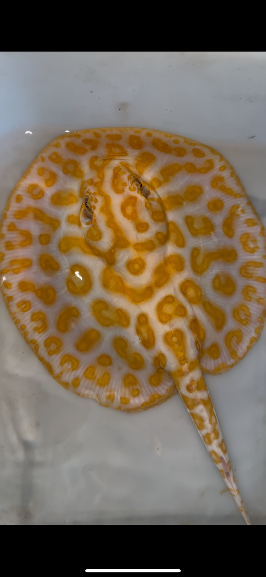 Freshwater stingray albino black diamond hybrid male 8inch