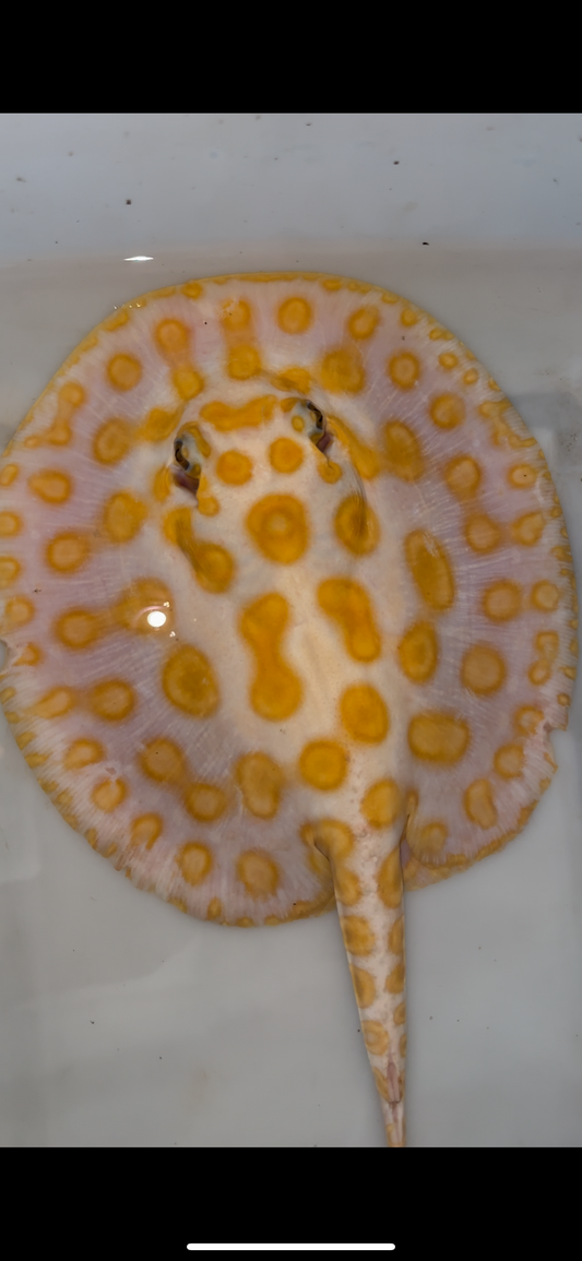 Freshwater stingray albino black diamond hybrid female 8inch