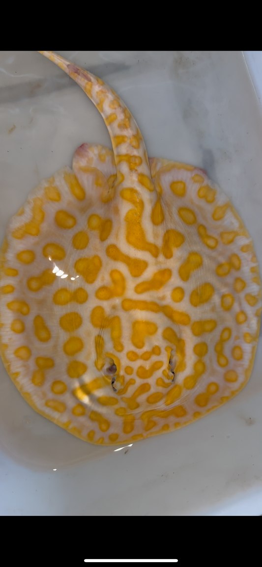 Freshwater stingray albino black diamond hybrid female 9inch