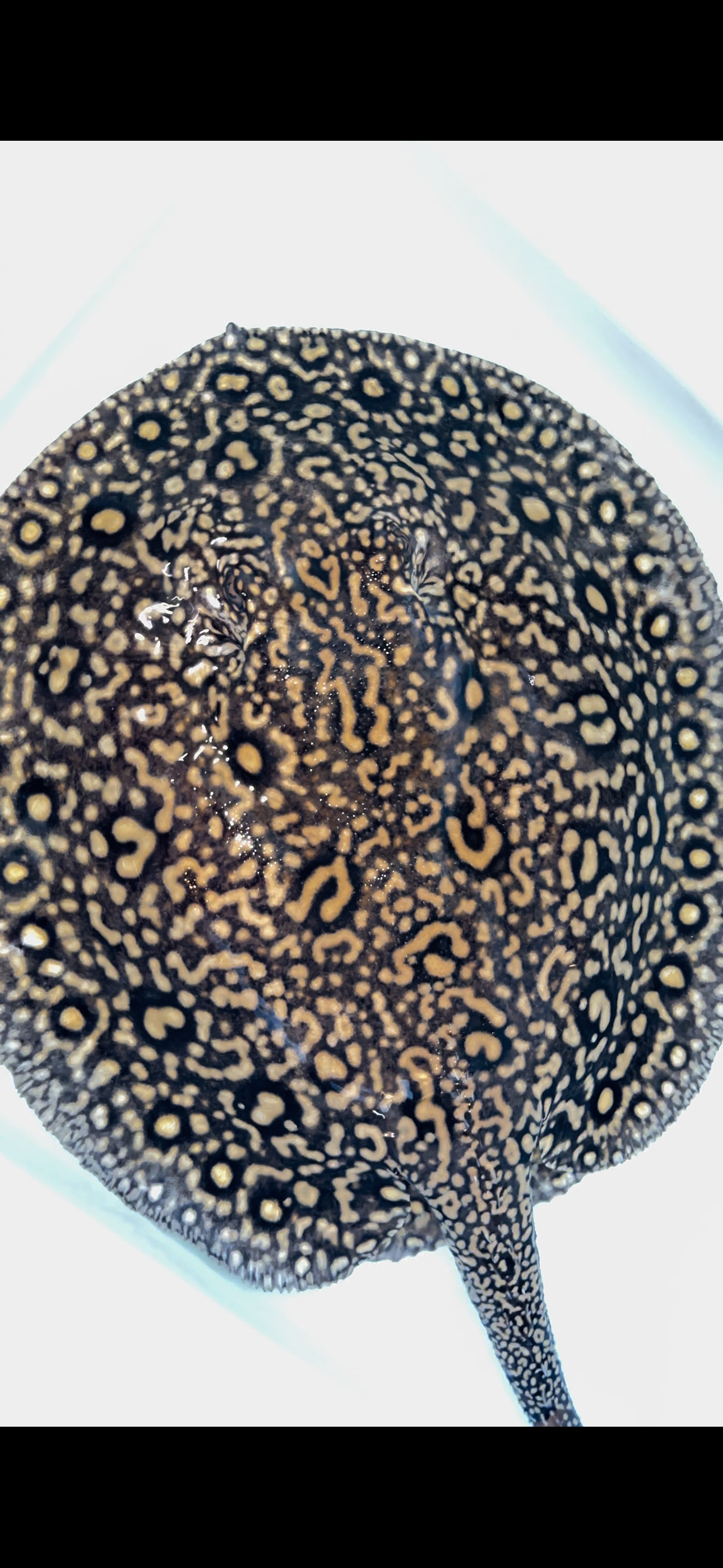 Freshwater stingray redbase  hybrid breeder female 15inch