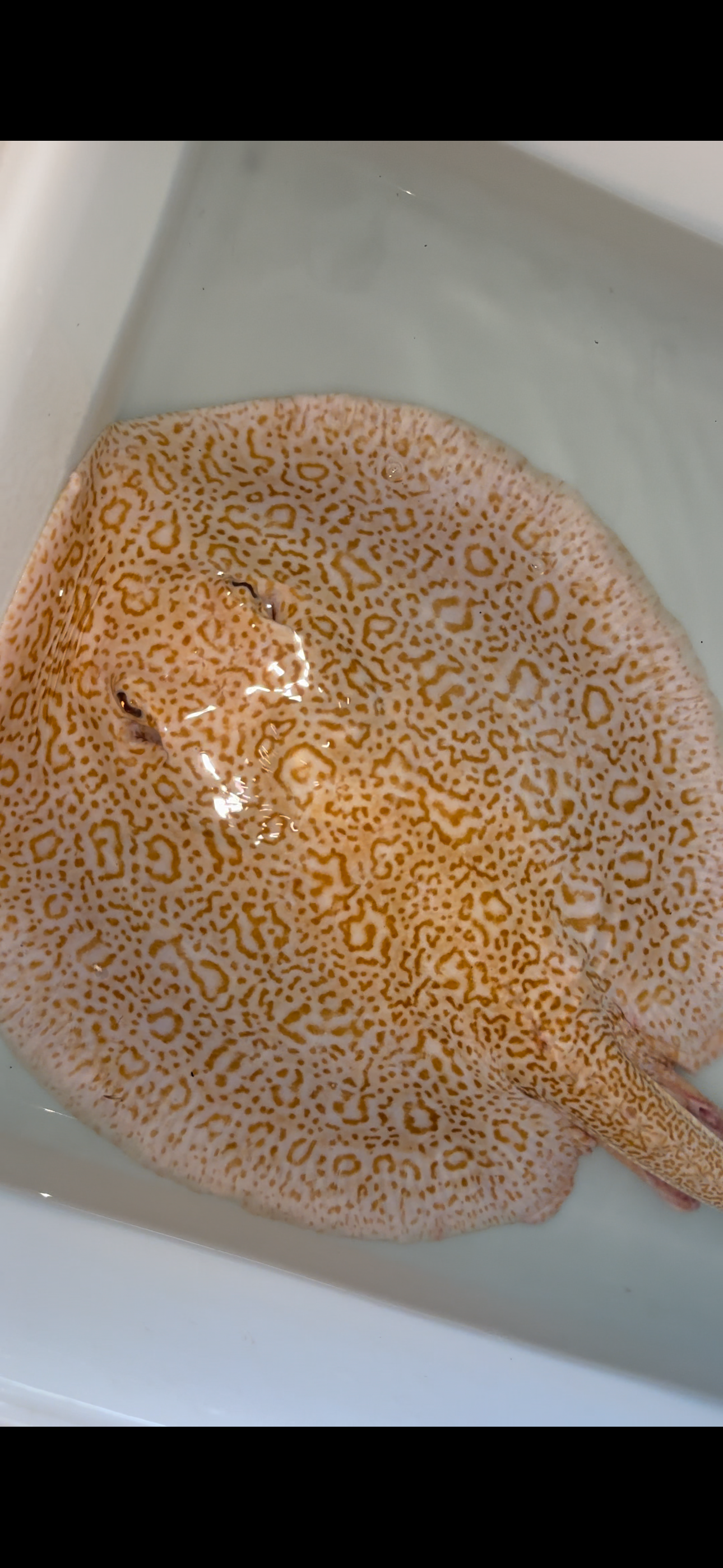 Freshwater stingray redbase  hybrid breeder male 12inch