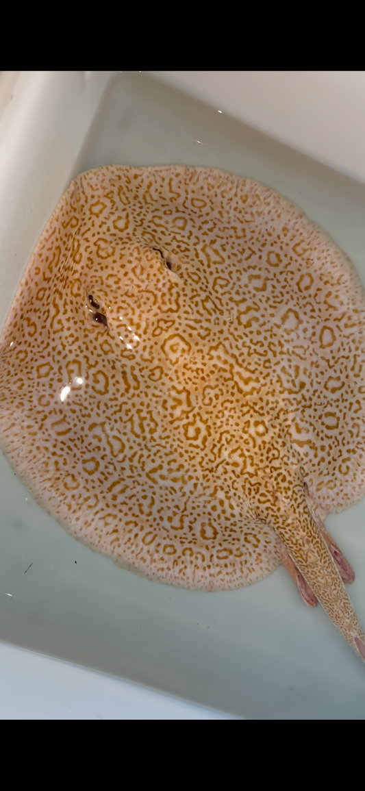 Freshwater stingray redbase  hybrid breeder male 12inch