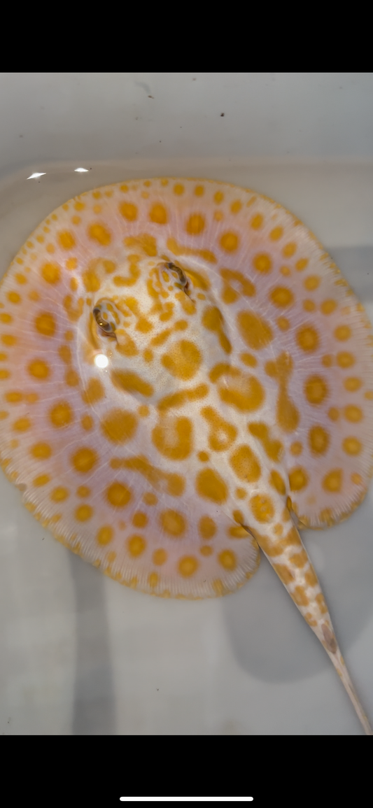 Freshwater stingray albino redbase black diamond hybrid male 7inch