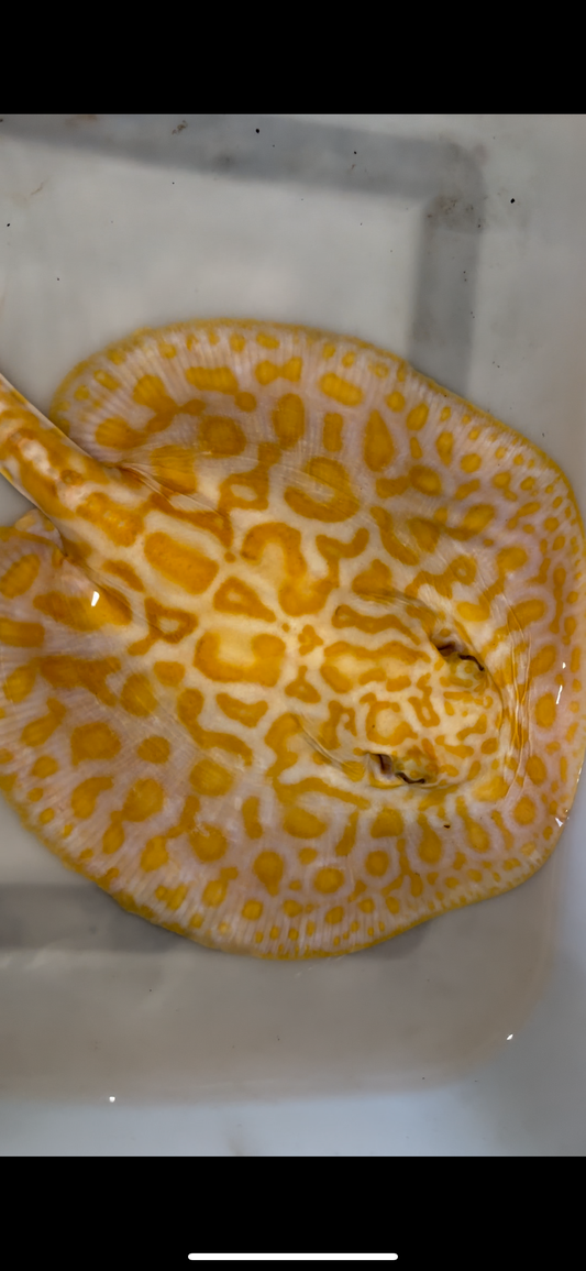 Freshwater stingray albino redbase hybrid male 8inch