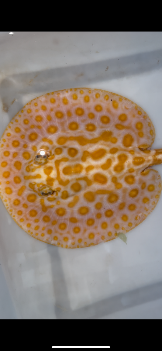 Freshwater stingray albino redbase black diamond hybrid male 7inch