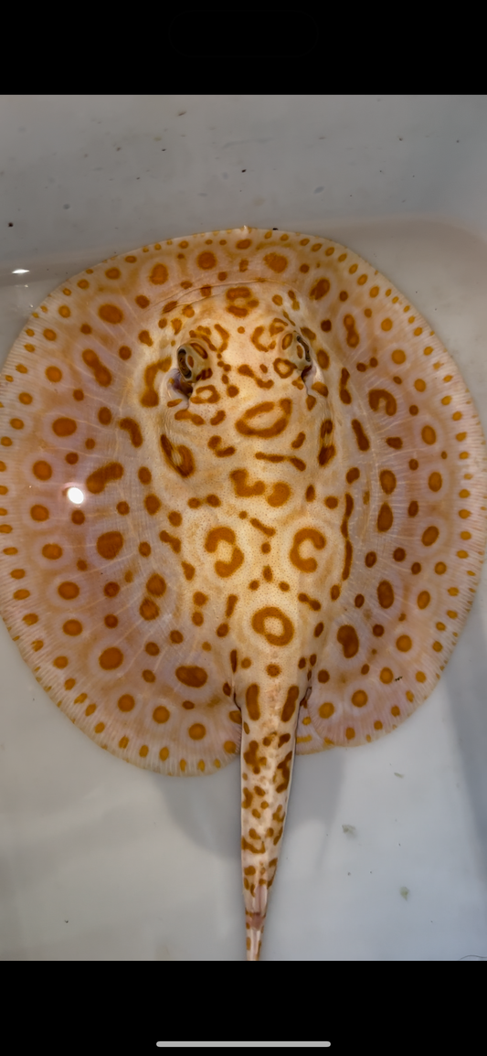 Freshwater stingray albino redbase  hybrid female 7inch