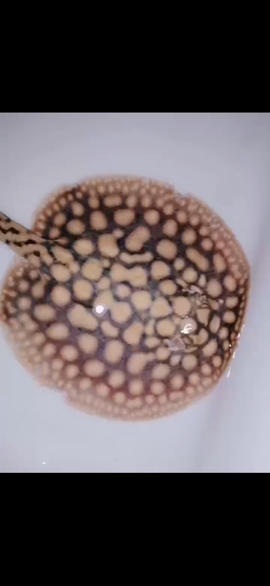 Freshwater Stingray Black Diamond Hybrid Het Female 6inch