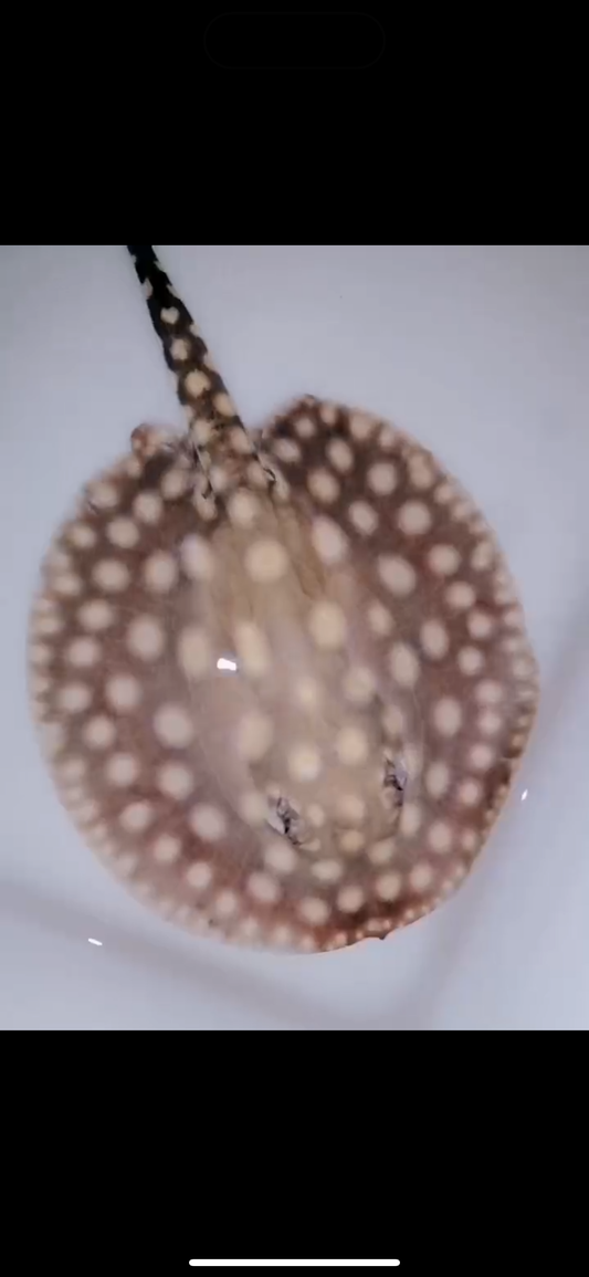 Freshwater Stingray Black Diamond Hybrid Het Male 7inch