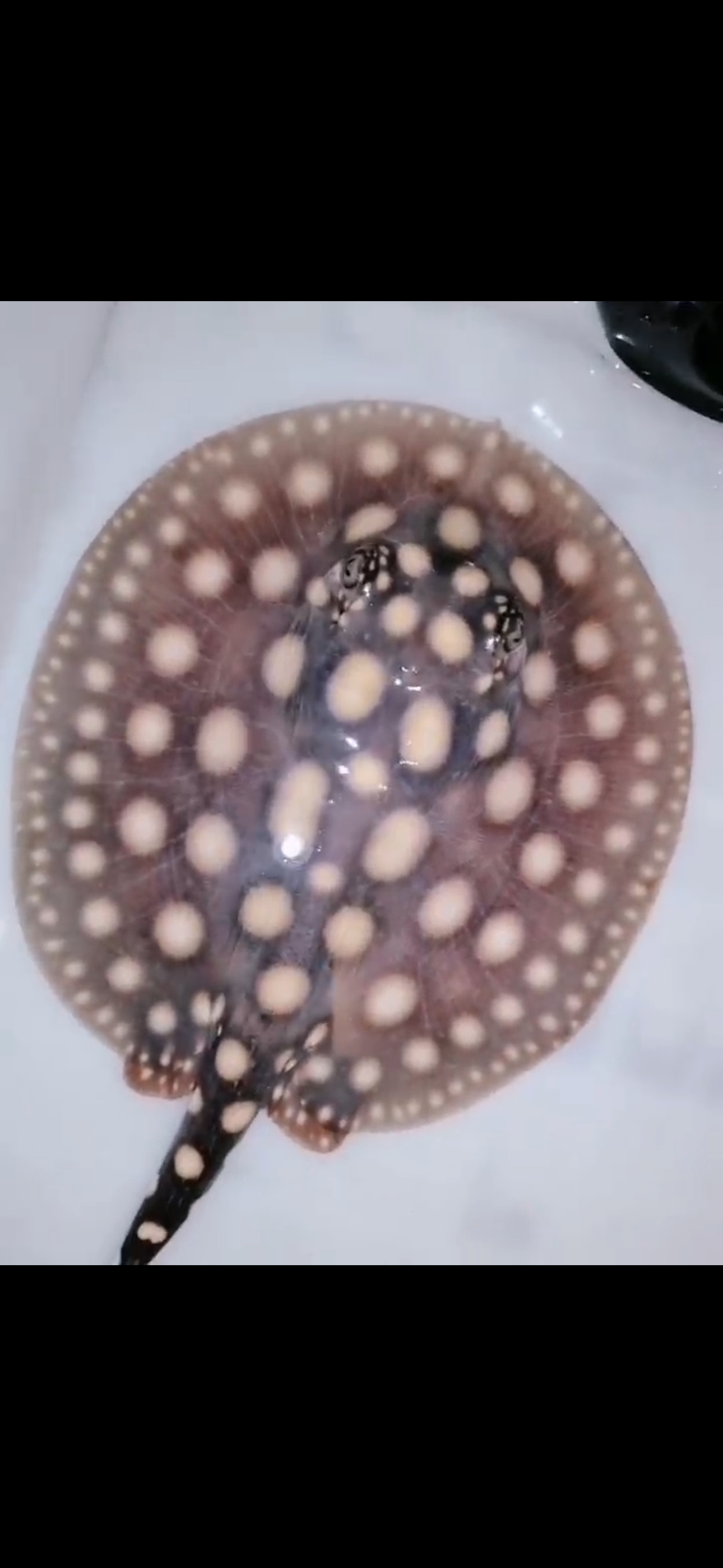 Freshwater stingray black diamond female 5inch