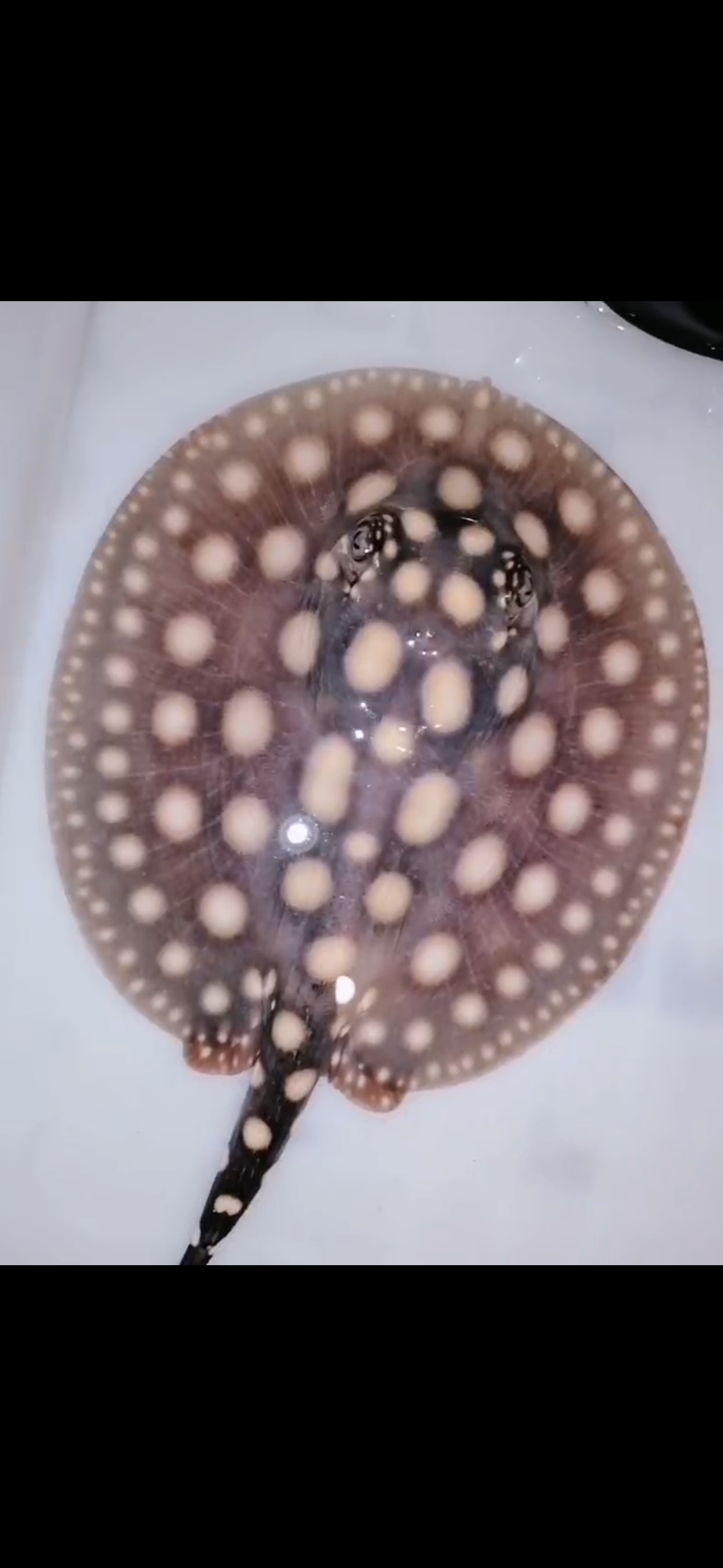 Freshwater stingray black diamond female 5inch