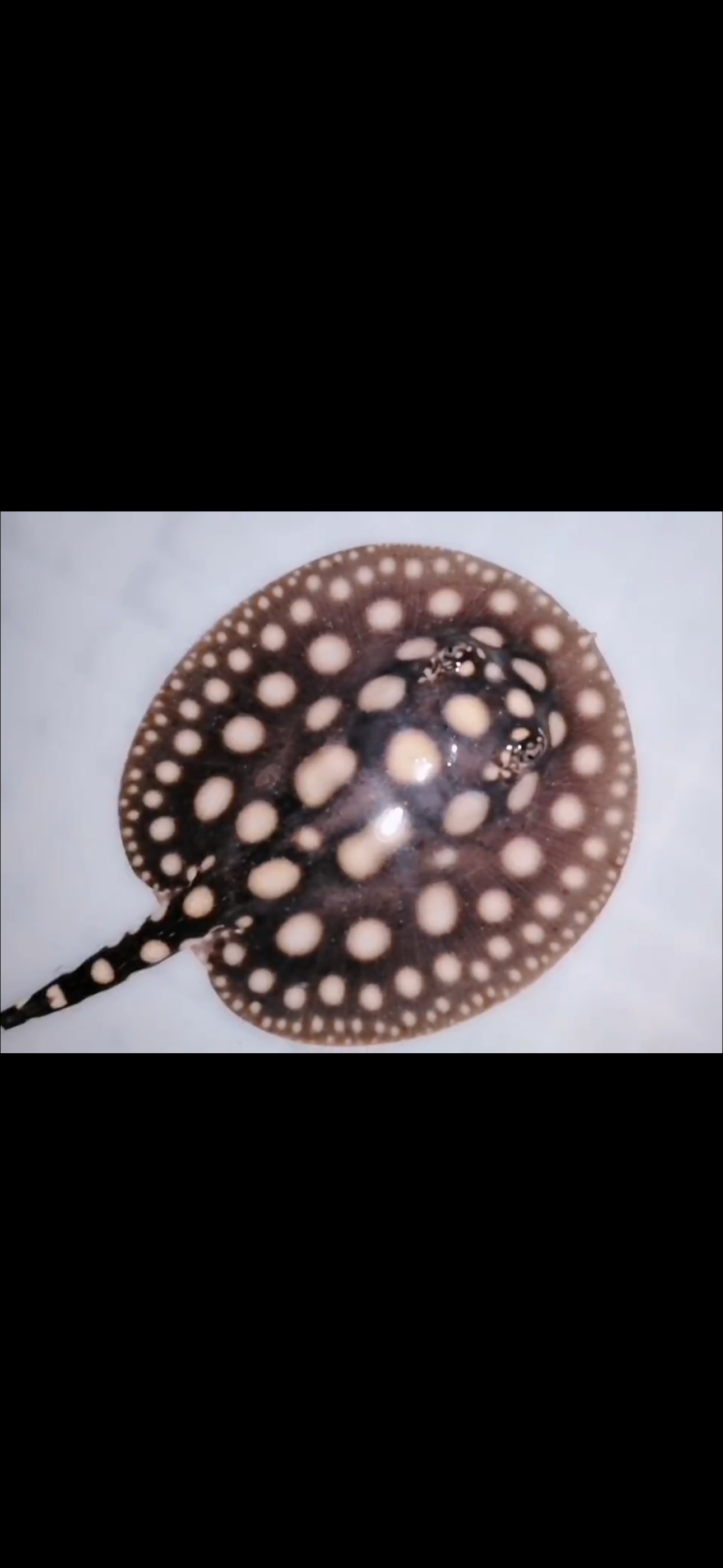 Freshwater stingray black diamond female 5inch