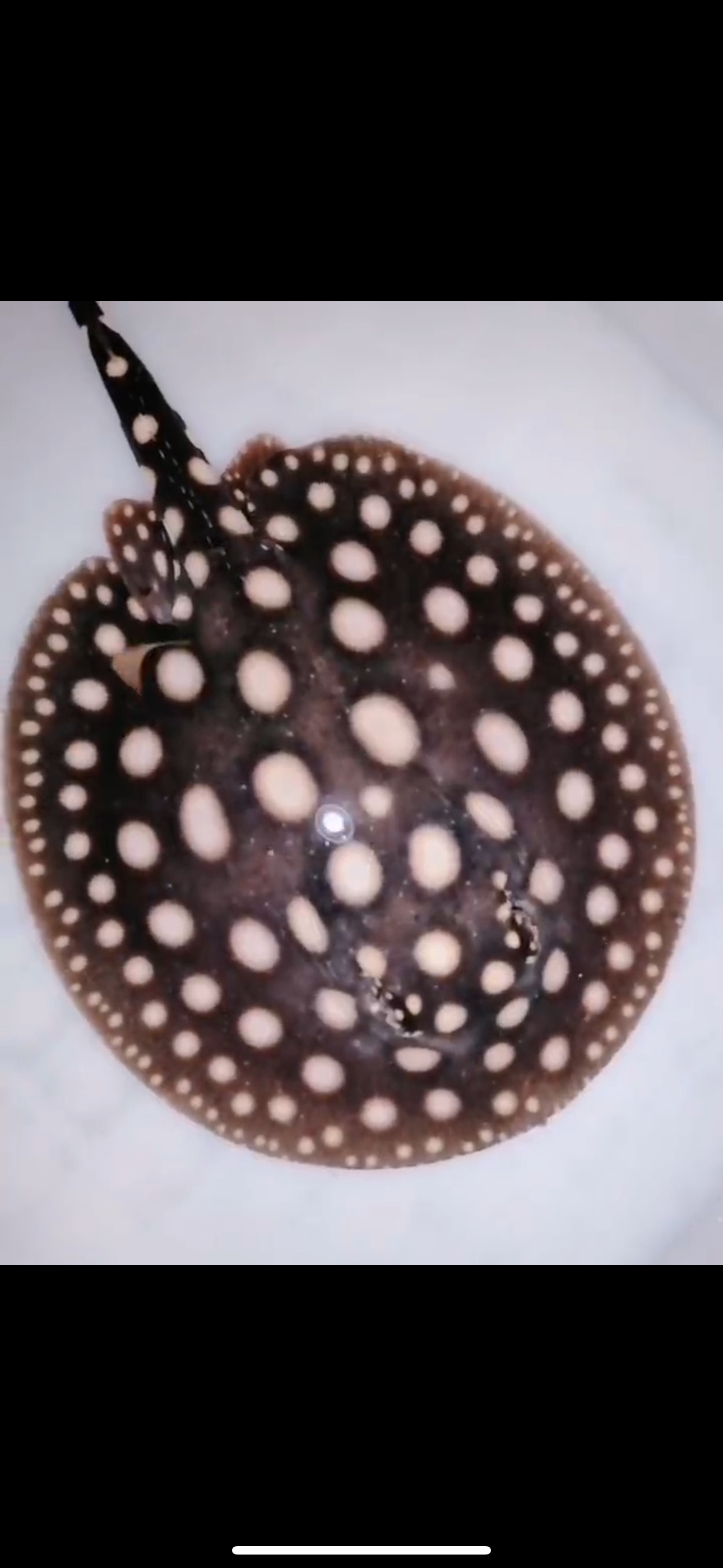 Freshwater stingray black diamond female 5inch