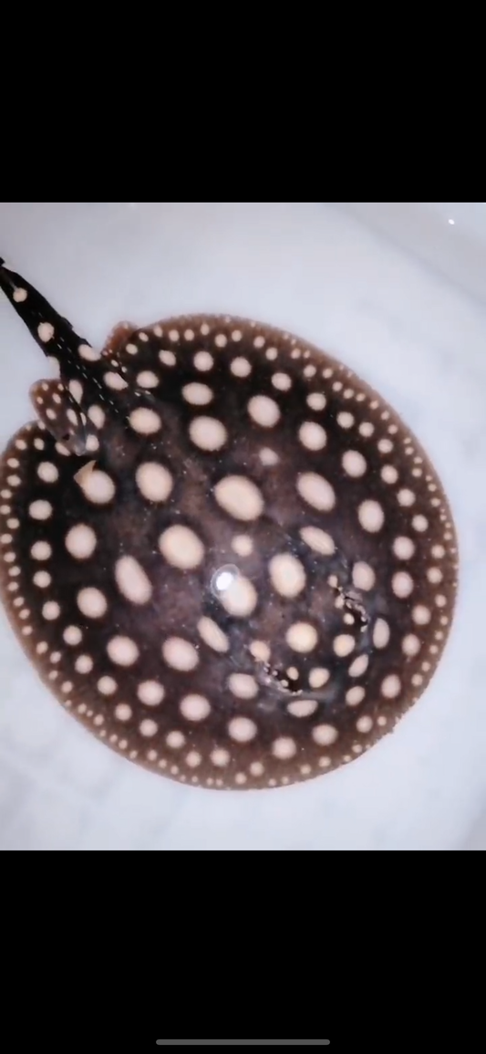 Freshwater stingray black diamond female 5inch