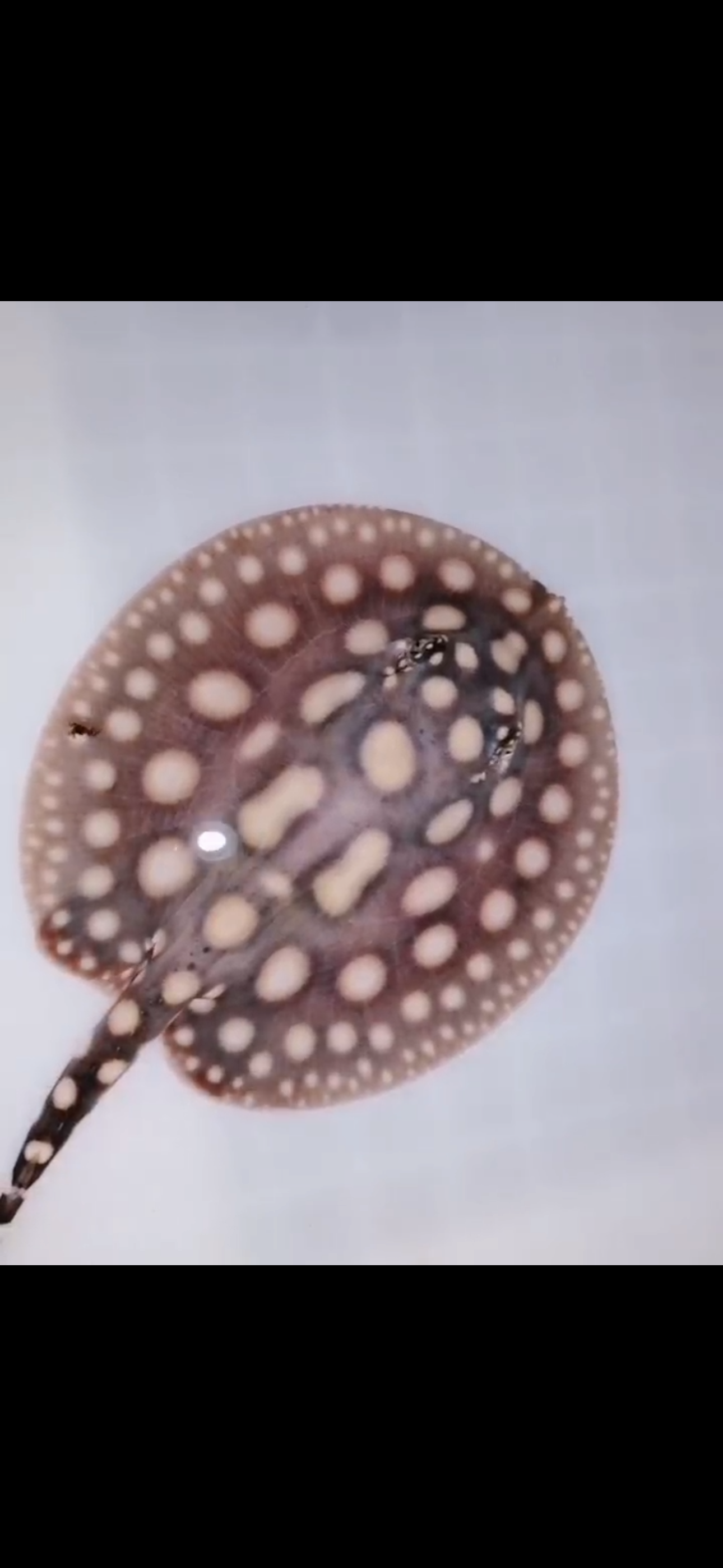 Freshwater stingray black diamond male 5inch