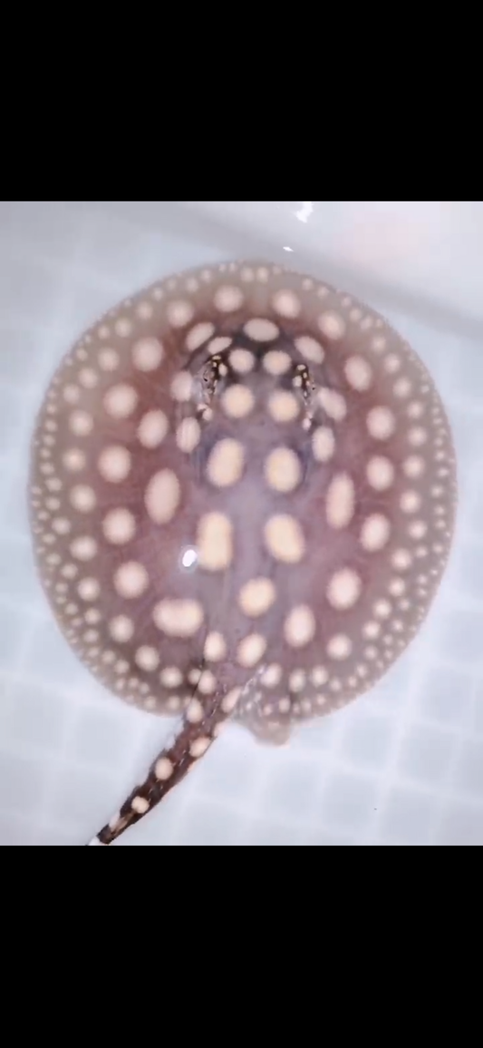 Freshwater stingray black diamond female 5inch