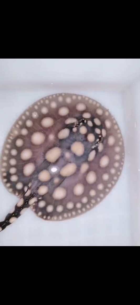 Freshwater stingray black diamond female 5inch