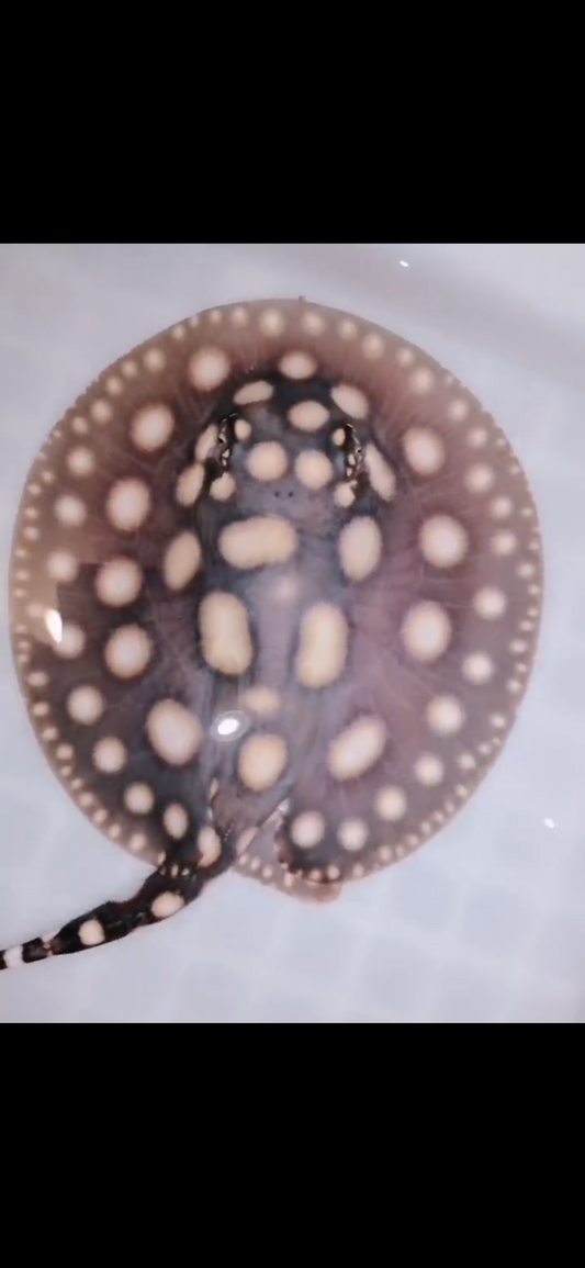 Freshwater stingray black diamond female 5inch