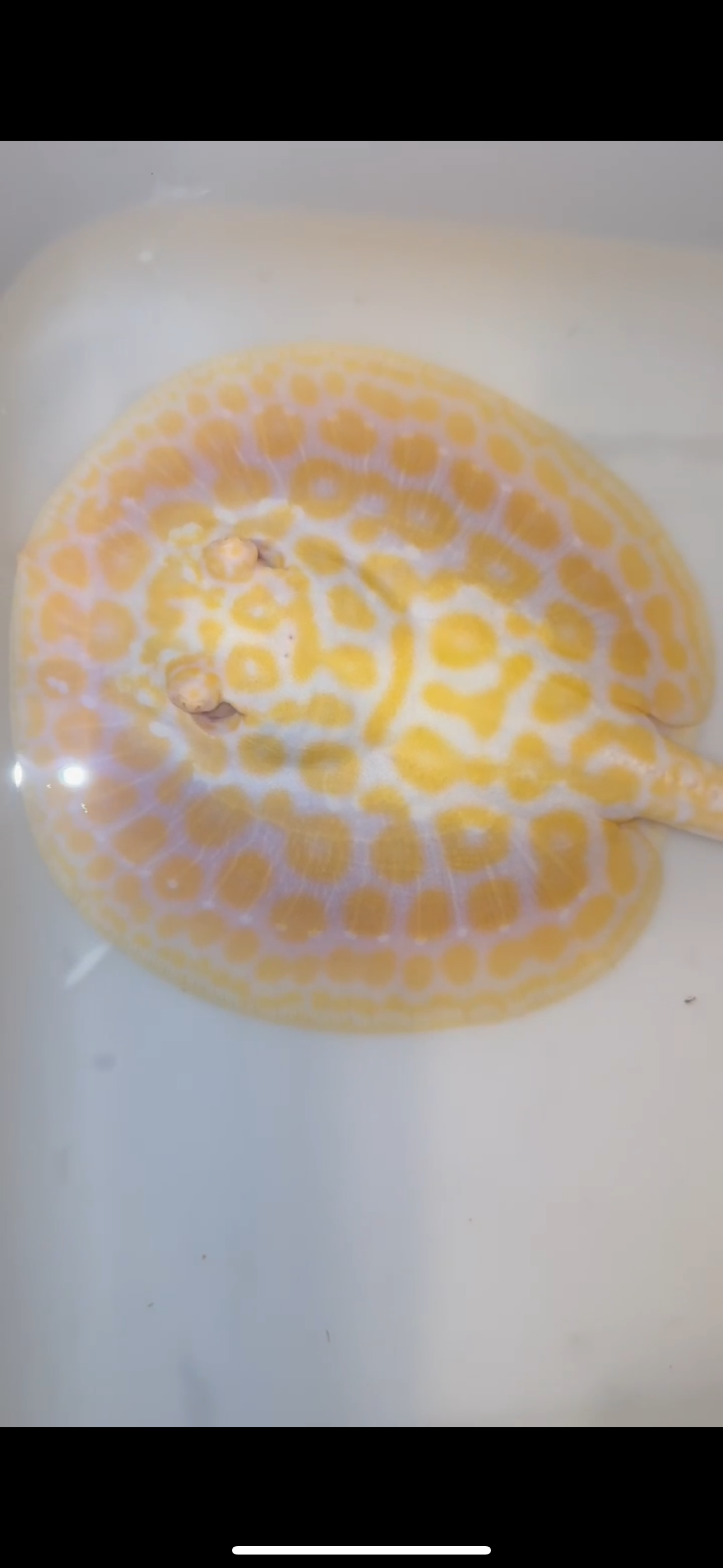 goldenbase black diamond hybrid albino female 6inch