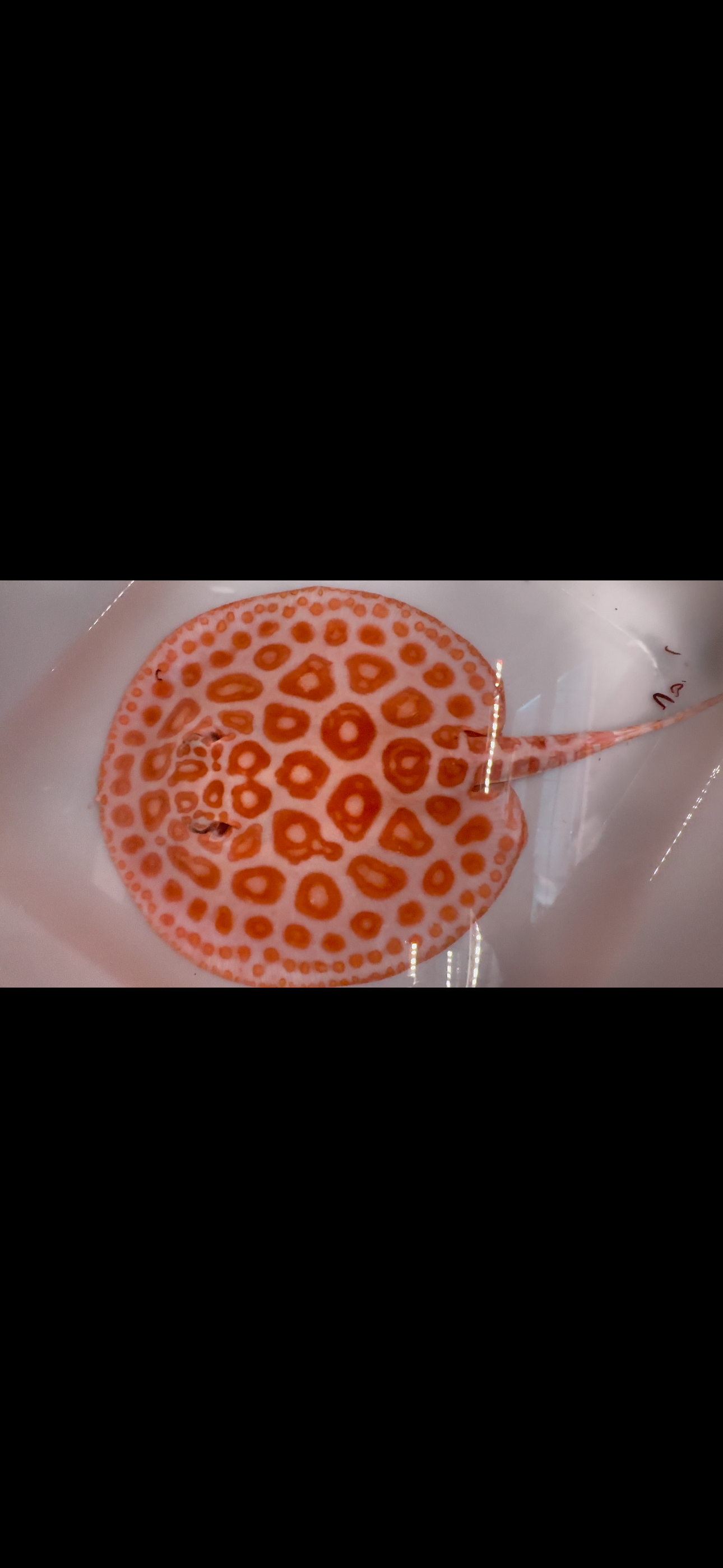 Freshwater stingray redbase black diamond hybrid male 8inch(huge donut spots)