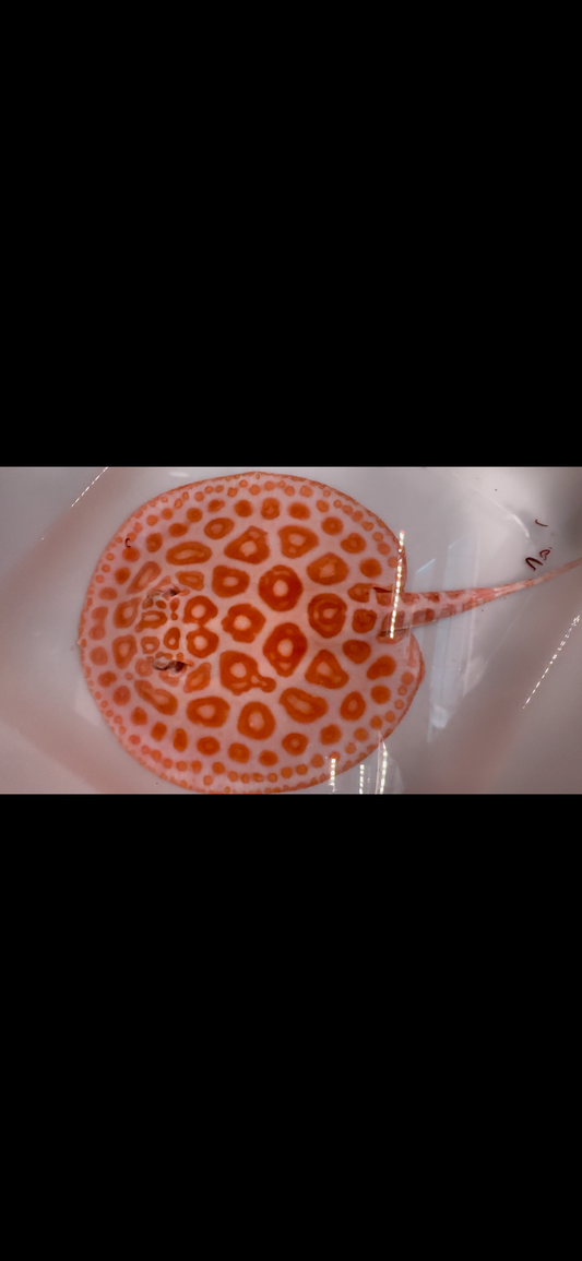 Freshwater stingray redbase black diamond hybrid male 8inch