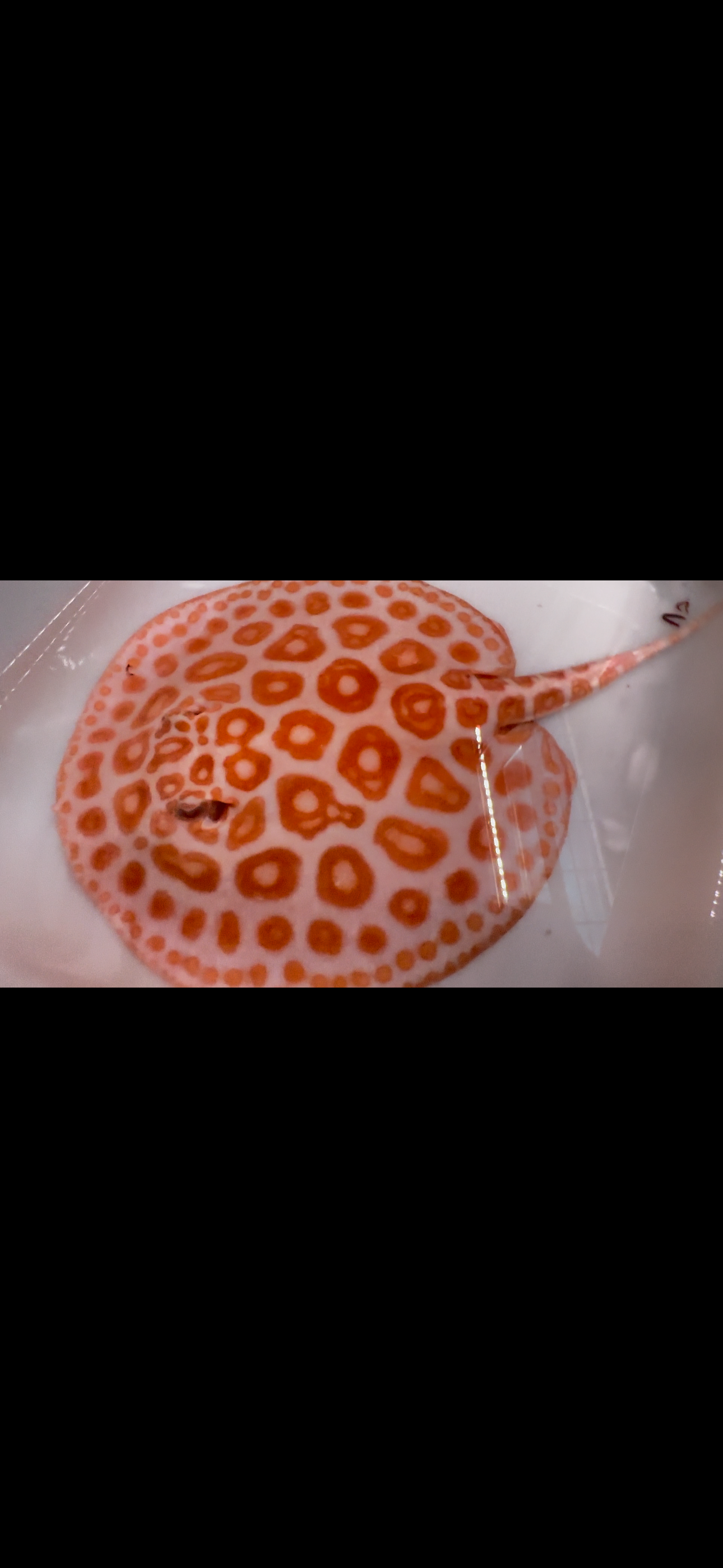 Freshwater stingray redbase black diamond hybrid male 8inch(huge donut spots)