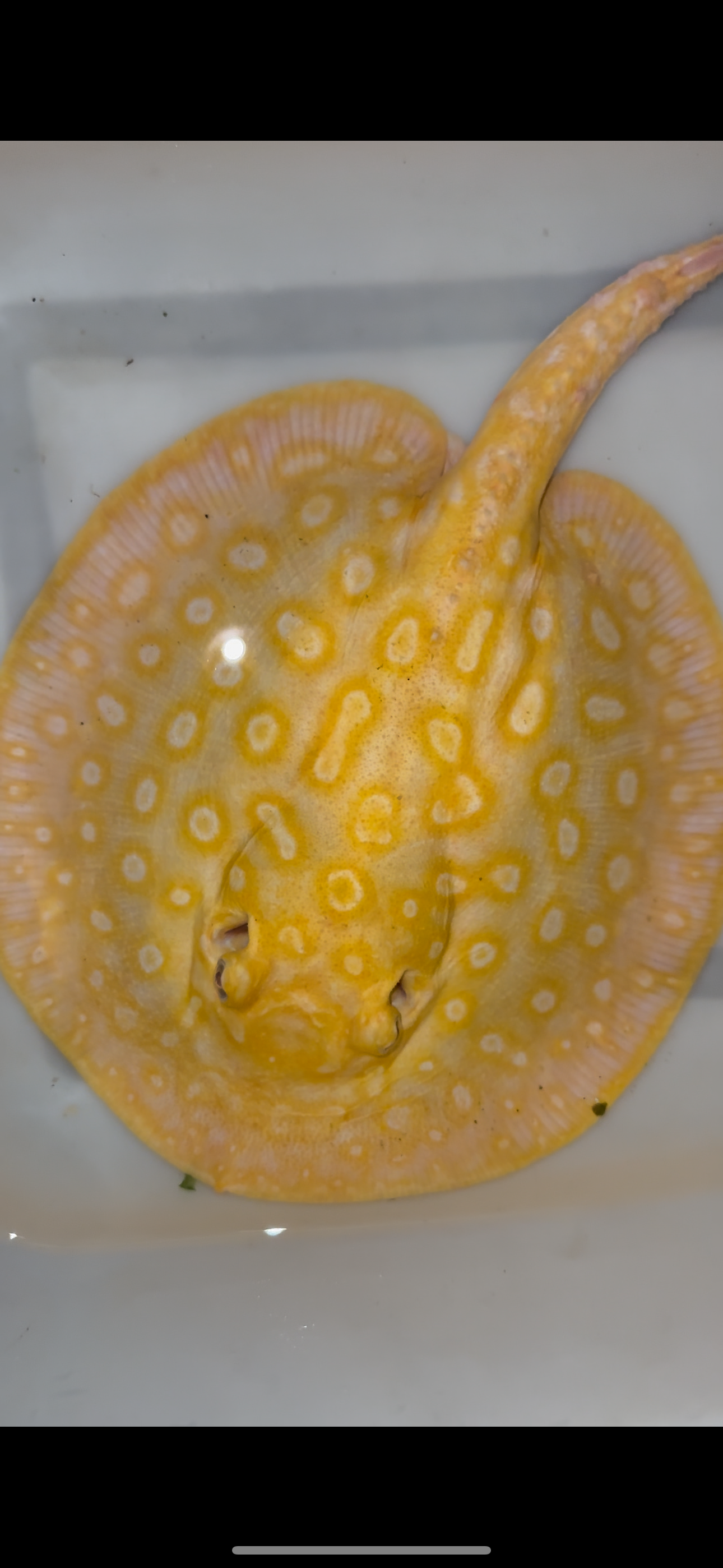 Freshwater stingray redbase leucistic key albino female 8inch