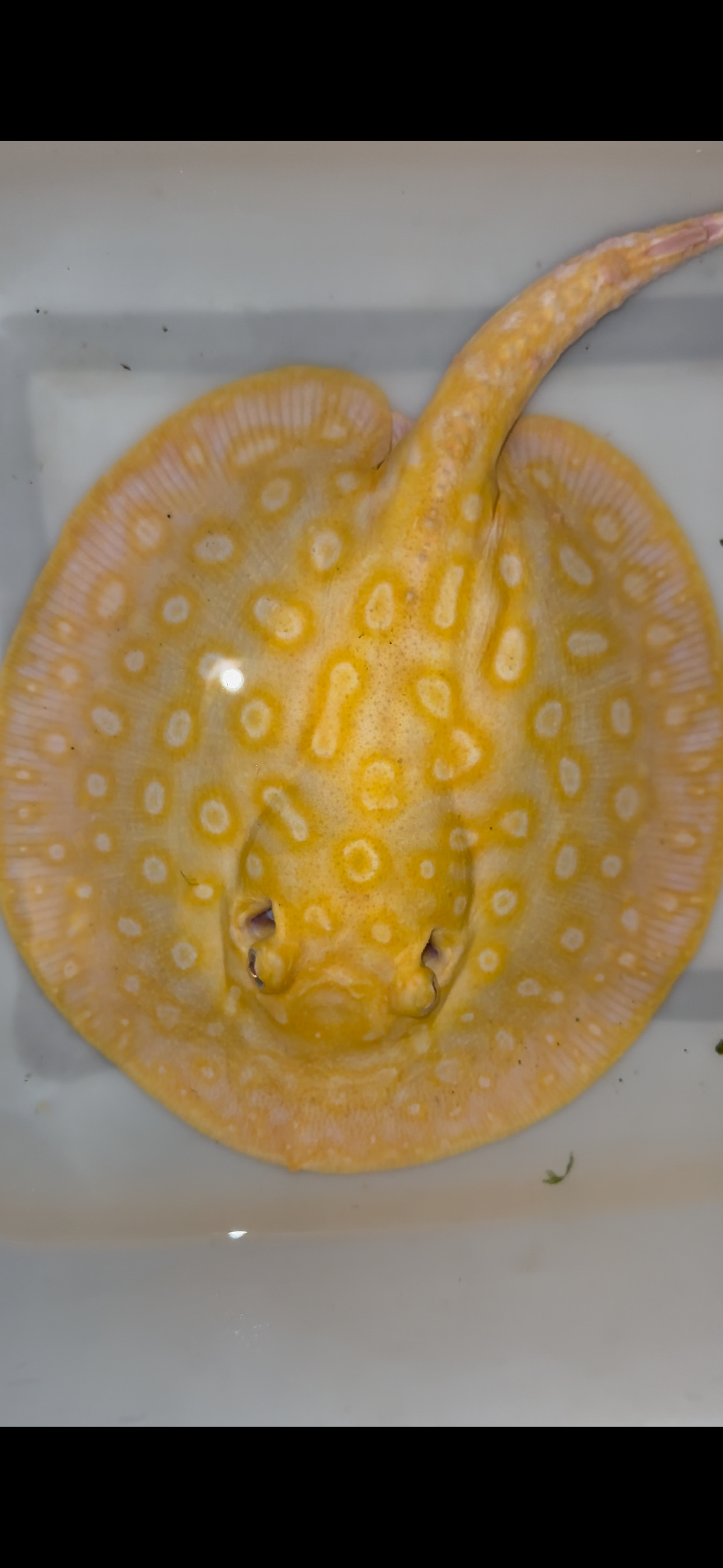 Freshwater stingray redbase leucistic key albino female 8inch