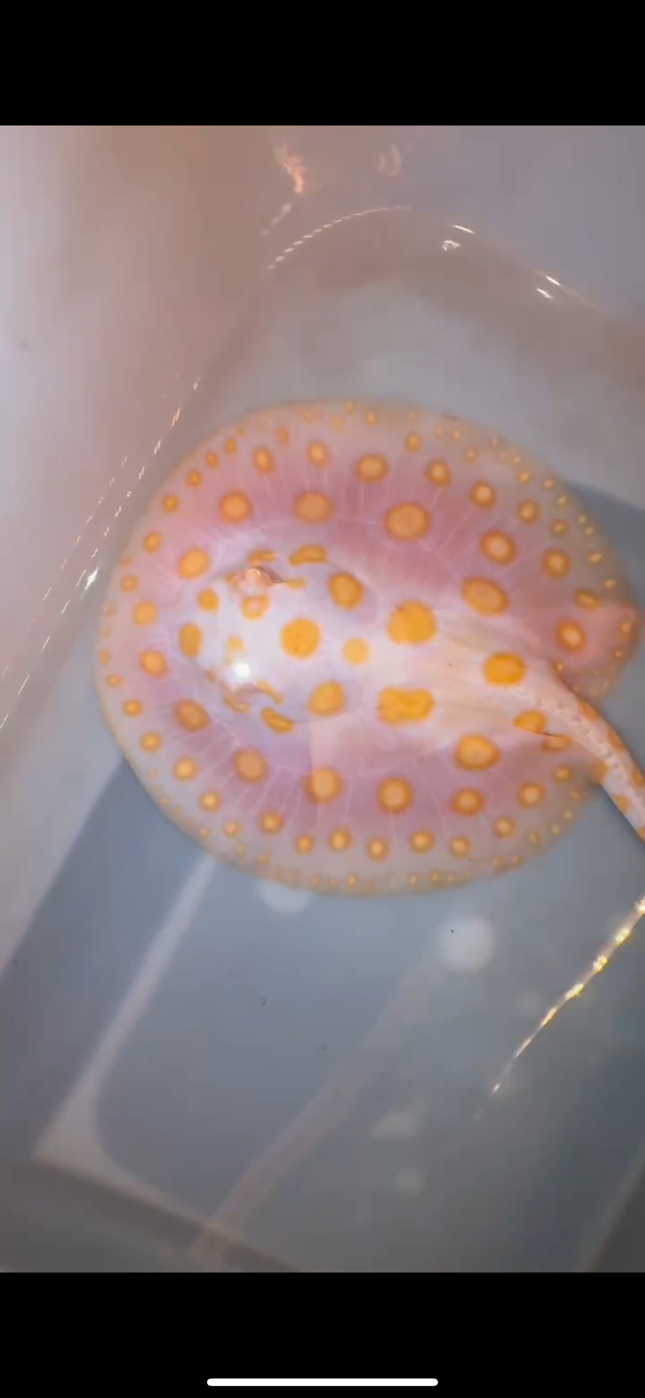 Freshwater stingray black diamond hybrid male 6inch