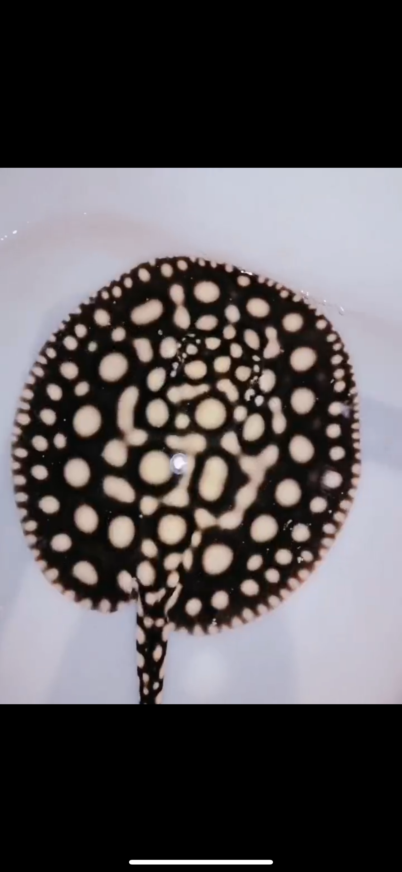 Freshwater Stingray Black Diamond Hybrid Het Male 6inch