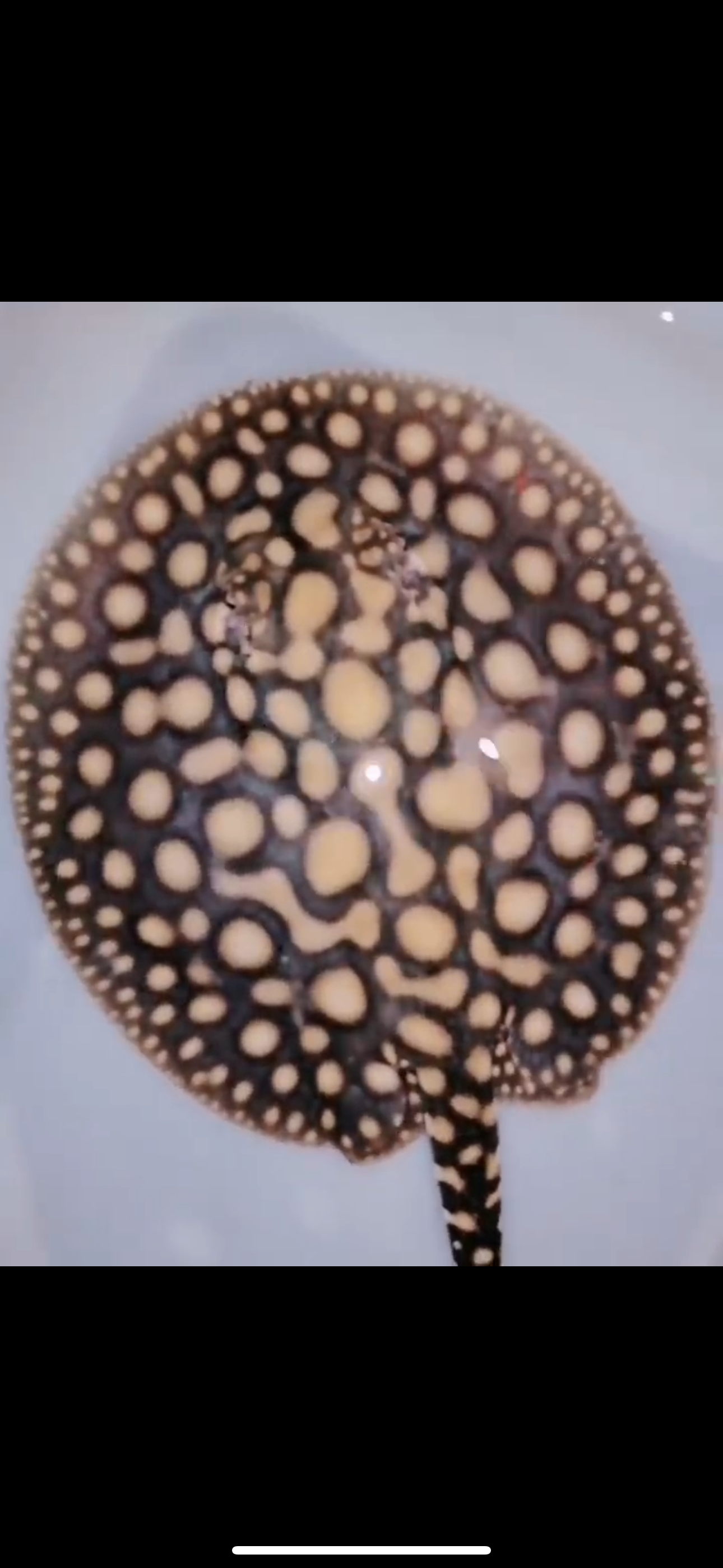 Freshwater Stingray Black Diamond Hybrid Het Male 7inch