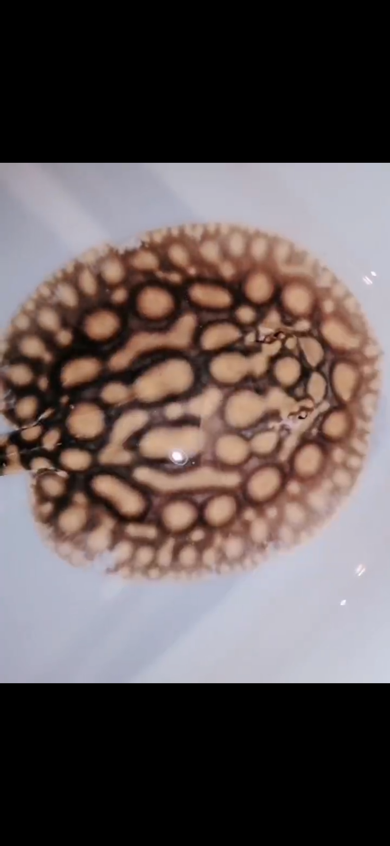 Freshwater Stingray Hybrid Het Male 6inch