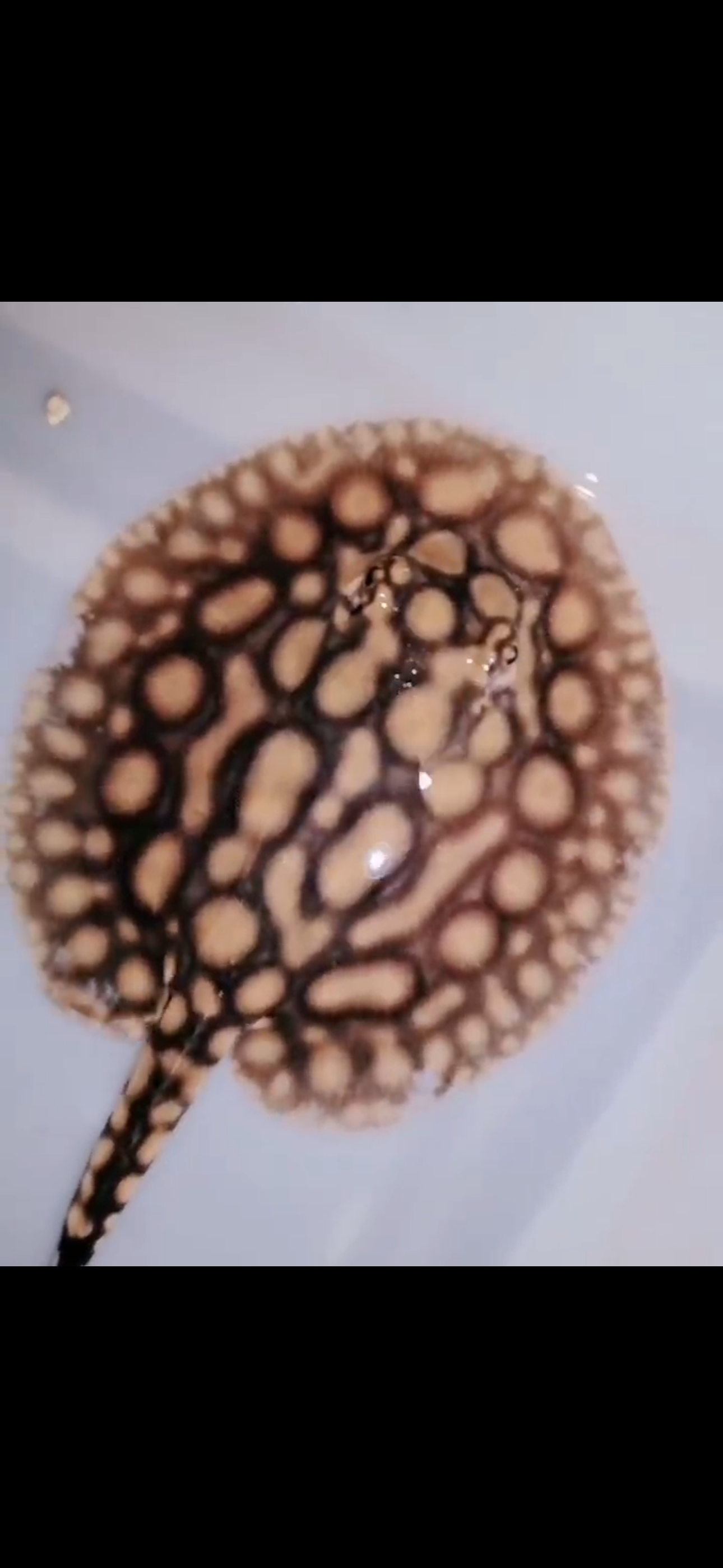 Freshwater Stingray Hybrid Het Male 6inch