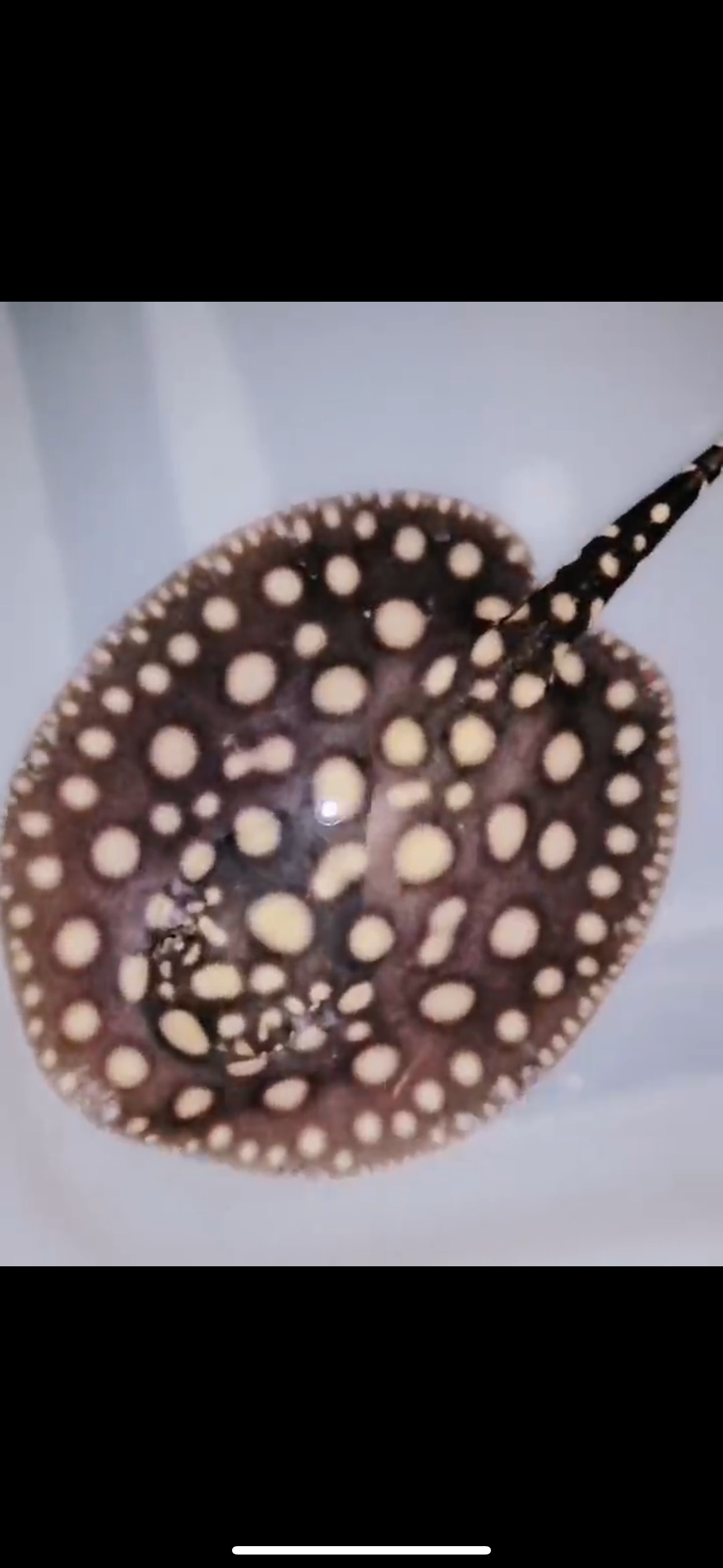 Freshwater stingray balck diamond  male 6 inch