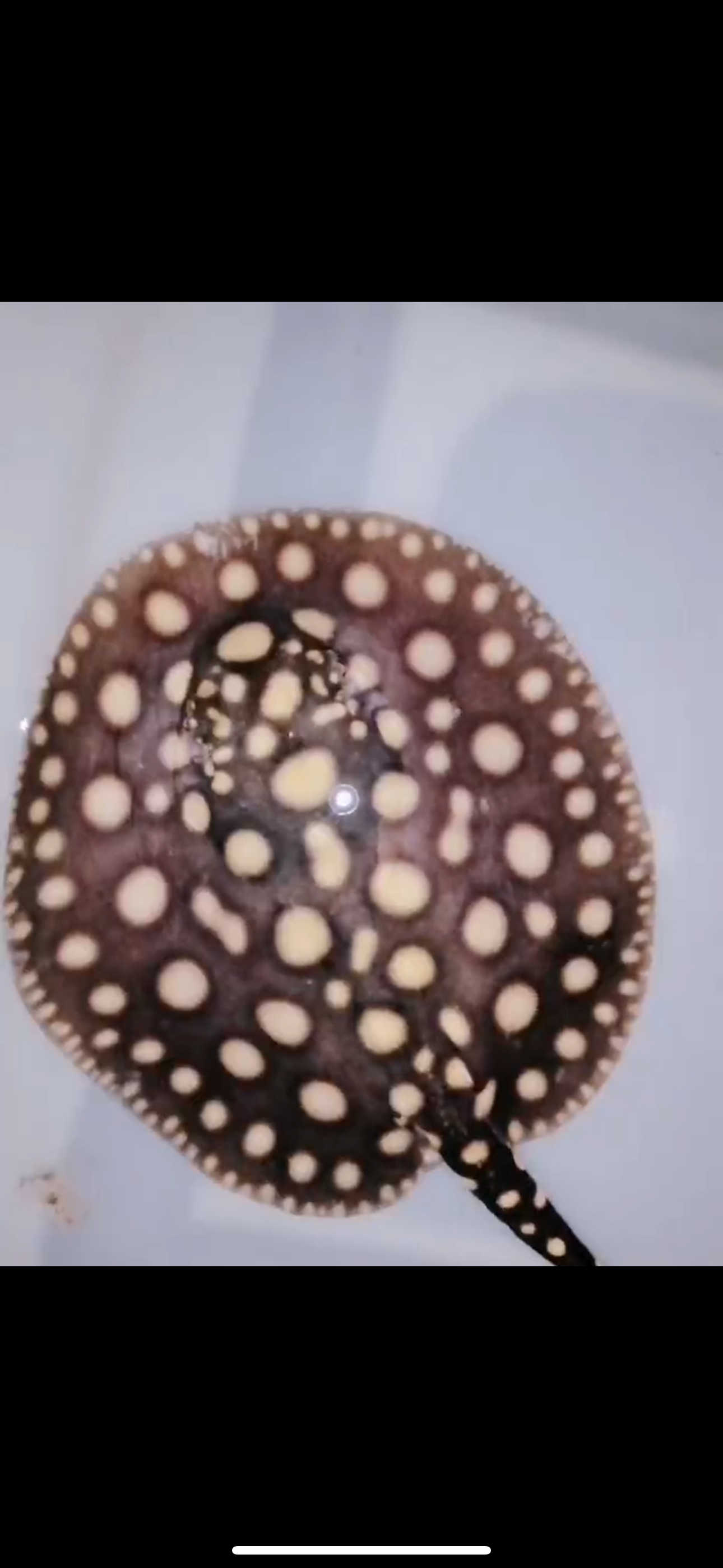 Freshwater stingray balck diamond  male 6 inch