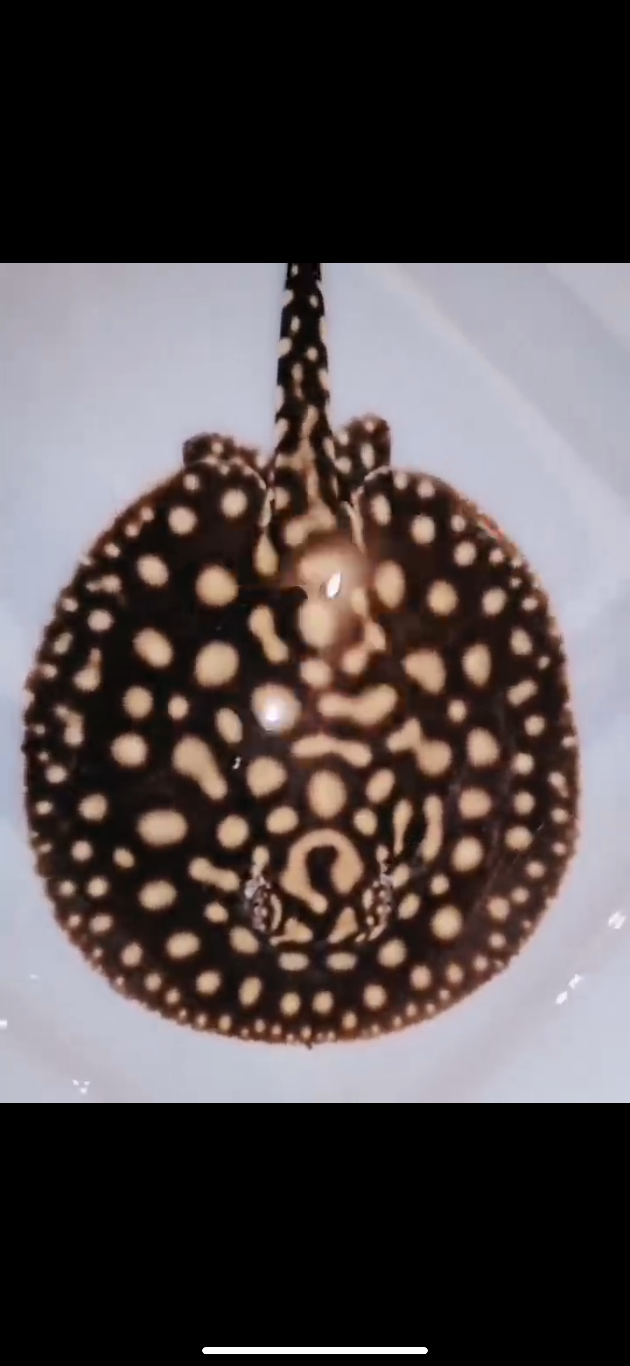 Freshwater Stingray Black Diamond Hybrid Het Female 6inch