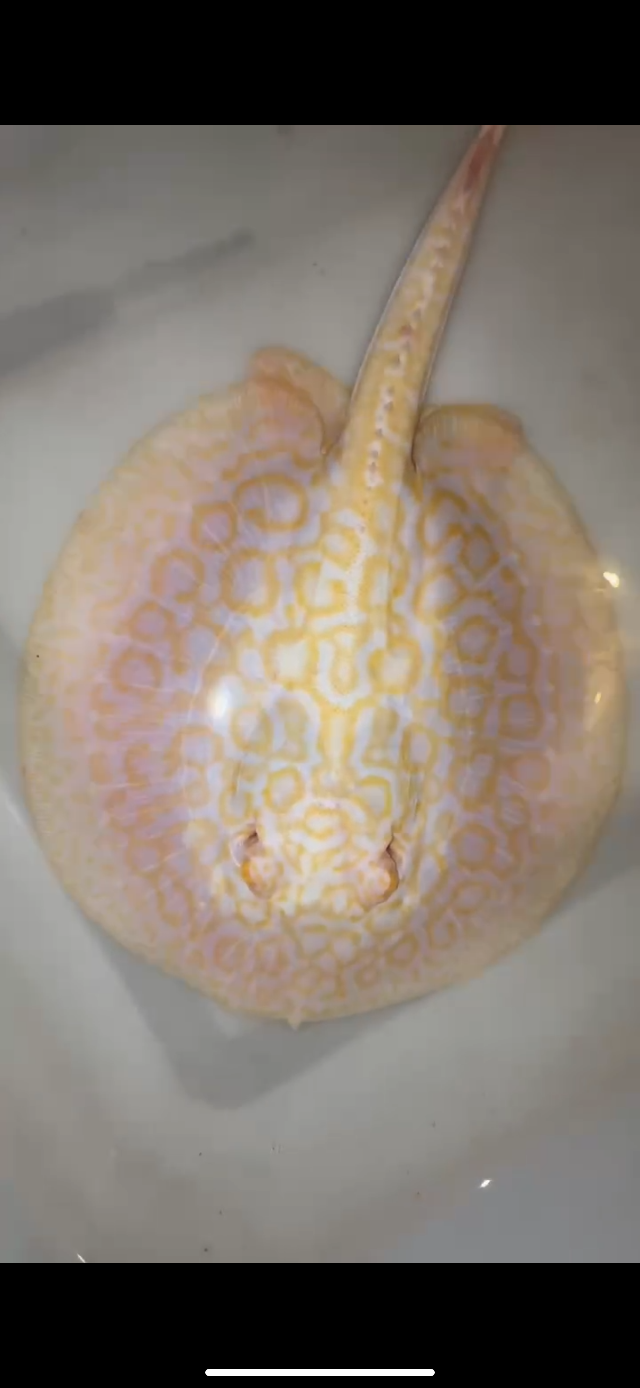 Freshwater stingray goldenbase hybrid albino male 7inch