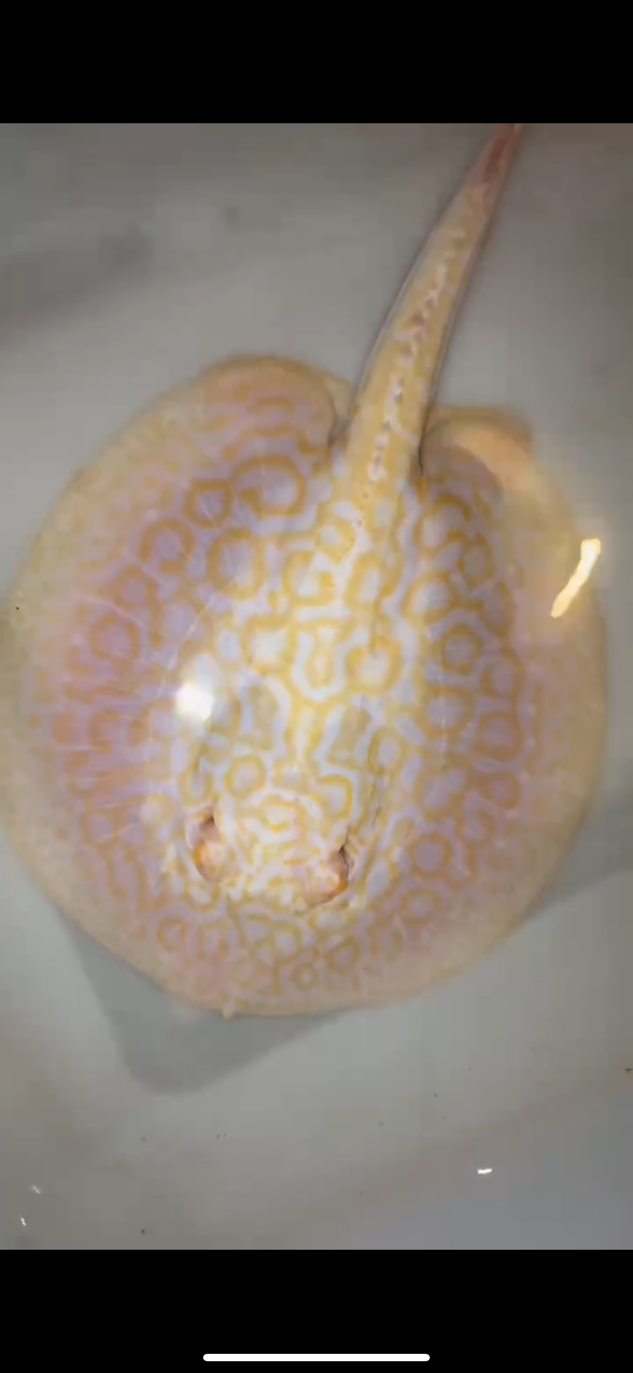 Freshwater stingray goldenbase hybrid albino male 7inch