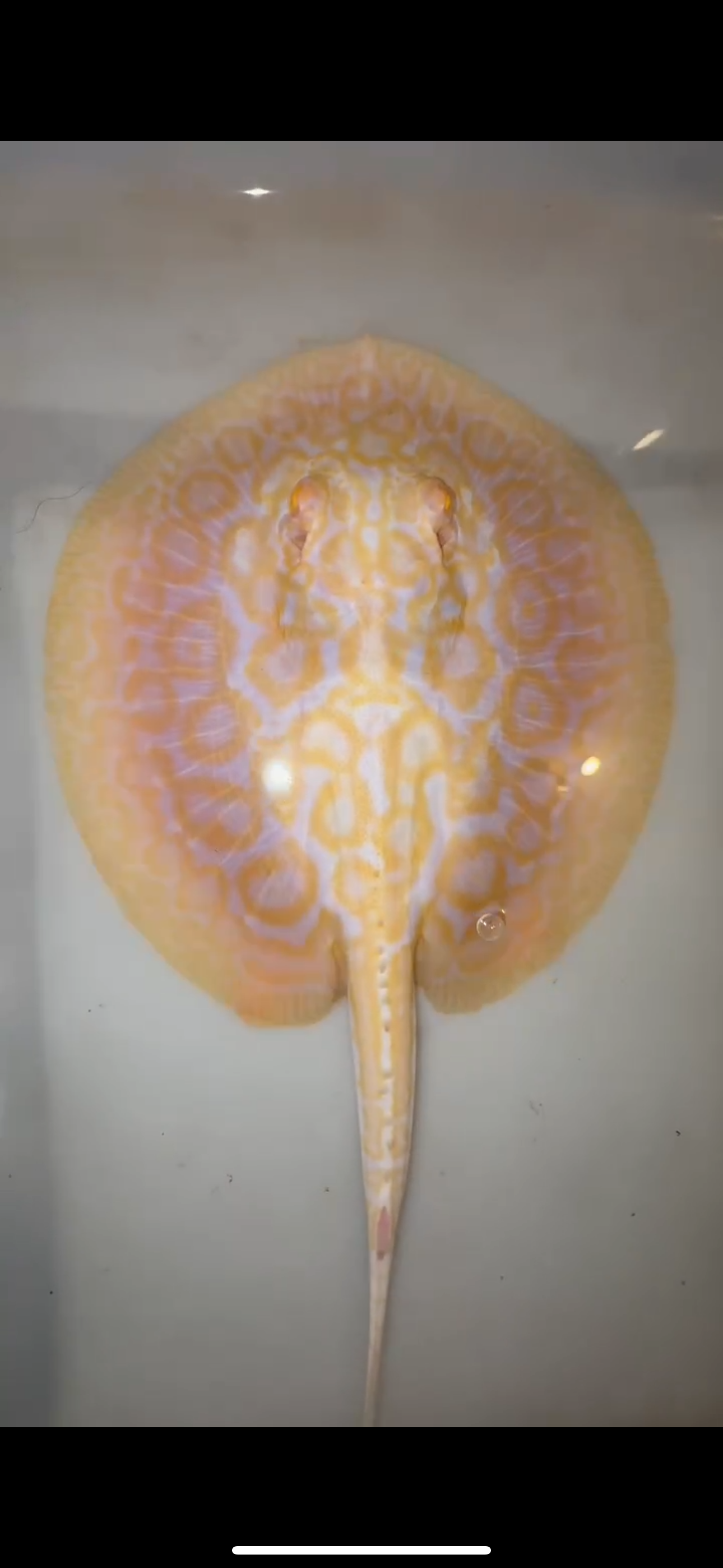 Freshwater stingray goldenbase hybrid albino male 6inch