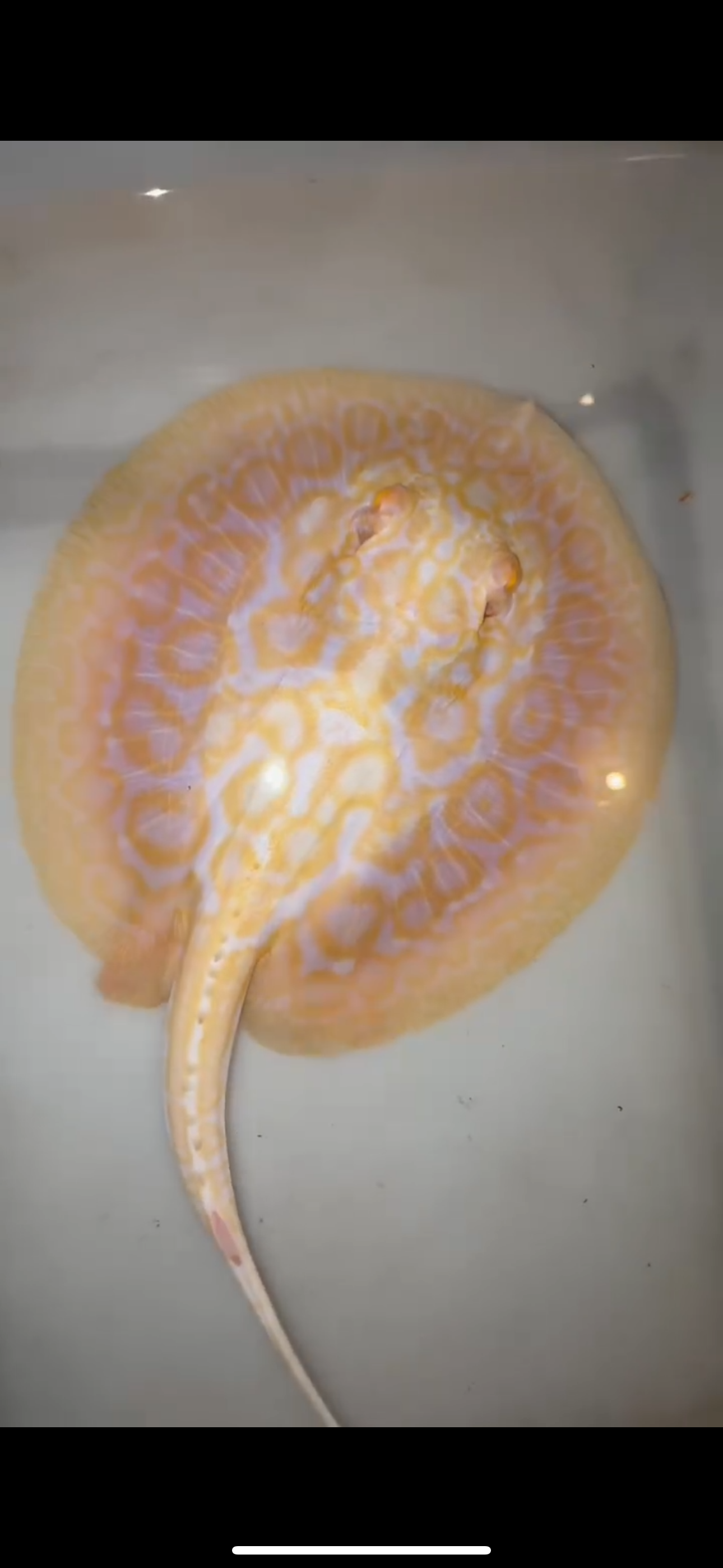 Freshwater stingray goldenbase hybrid albino male 6inch