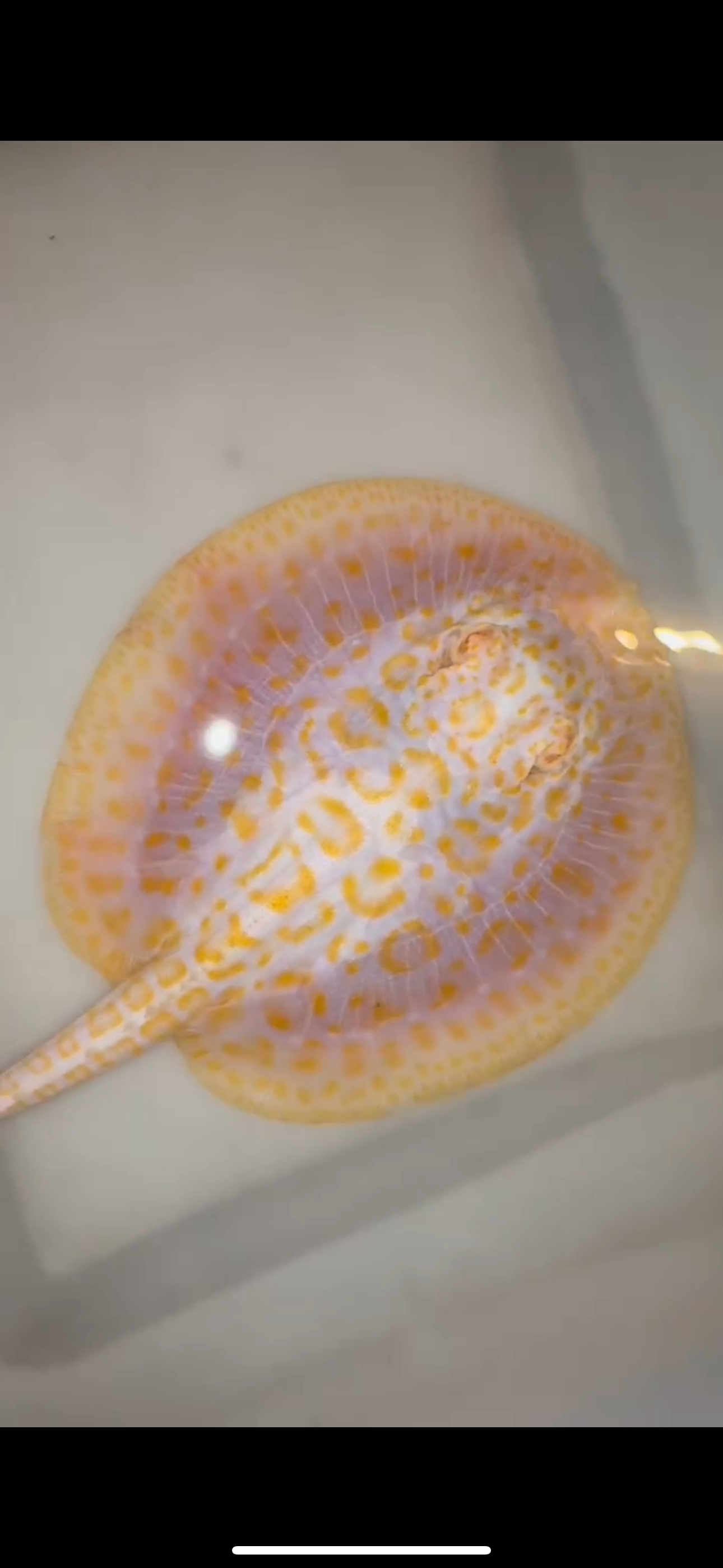 Freshwater stingray goldenbase hybrid albino female  6inch