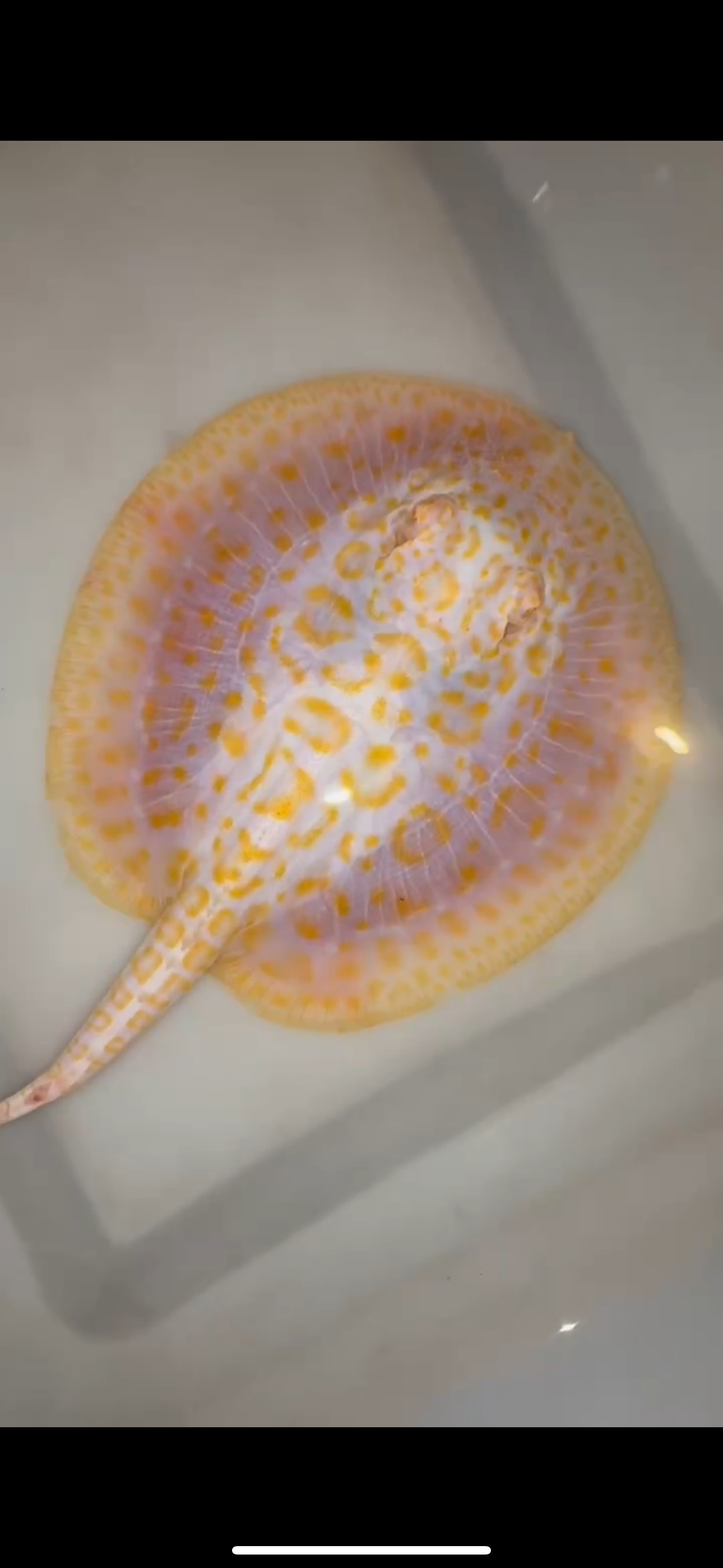 Freshwater stingray goldenbase hybrid albino female  6inch