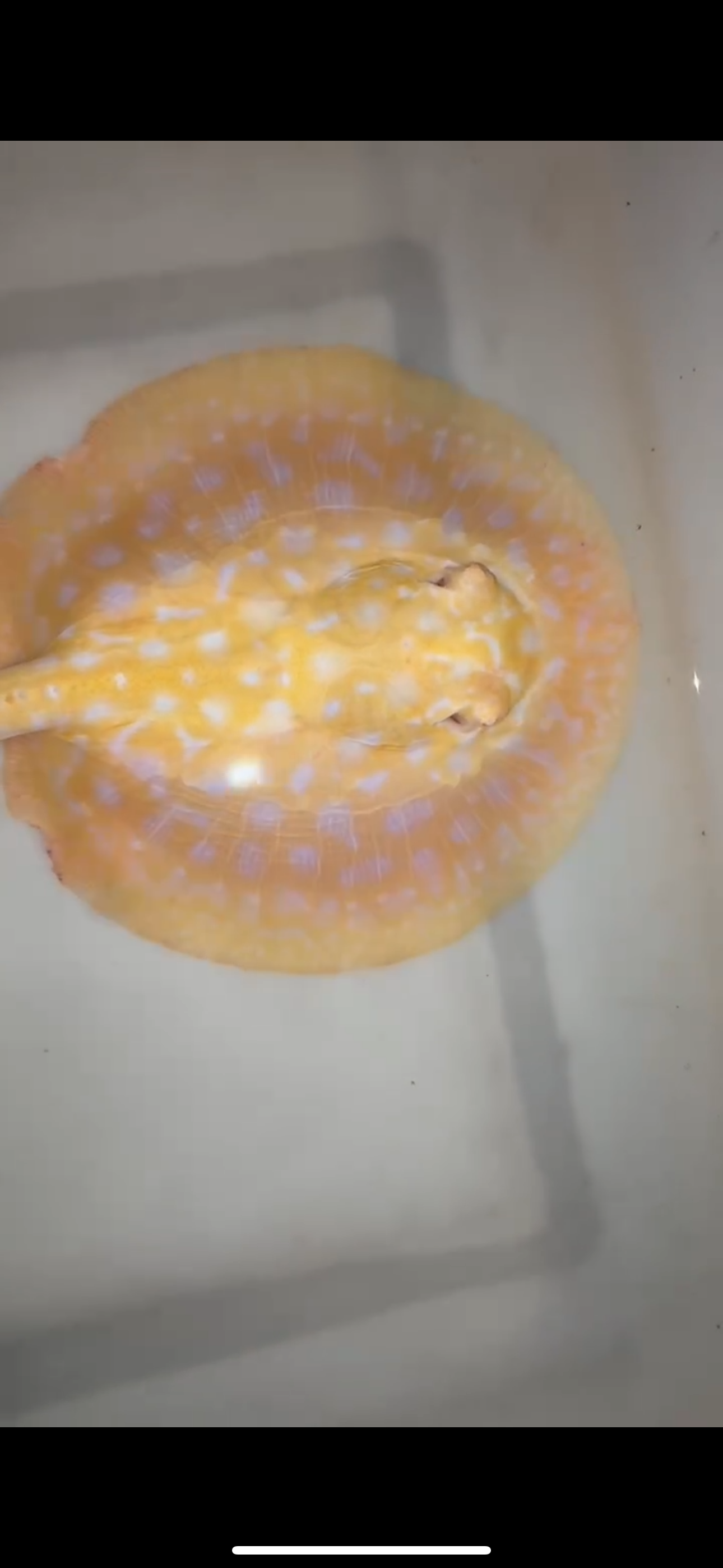 Freshwater stingray goldenbase hybrid albino female 6inch